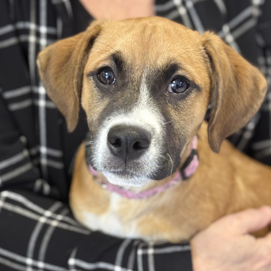 Daphne, a Adoptable mixed breed in Fresno, CA image 3/4