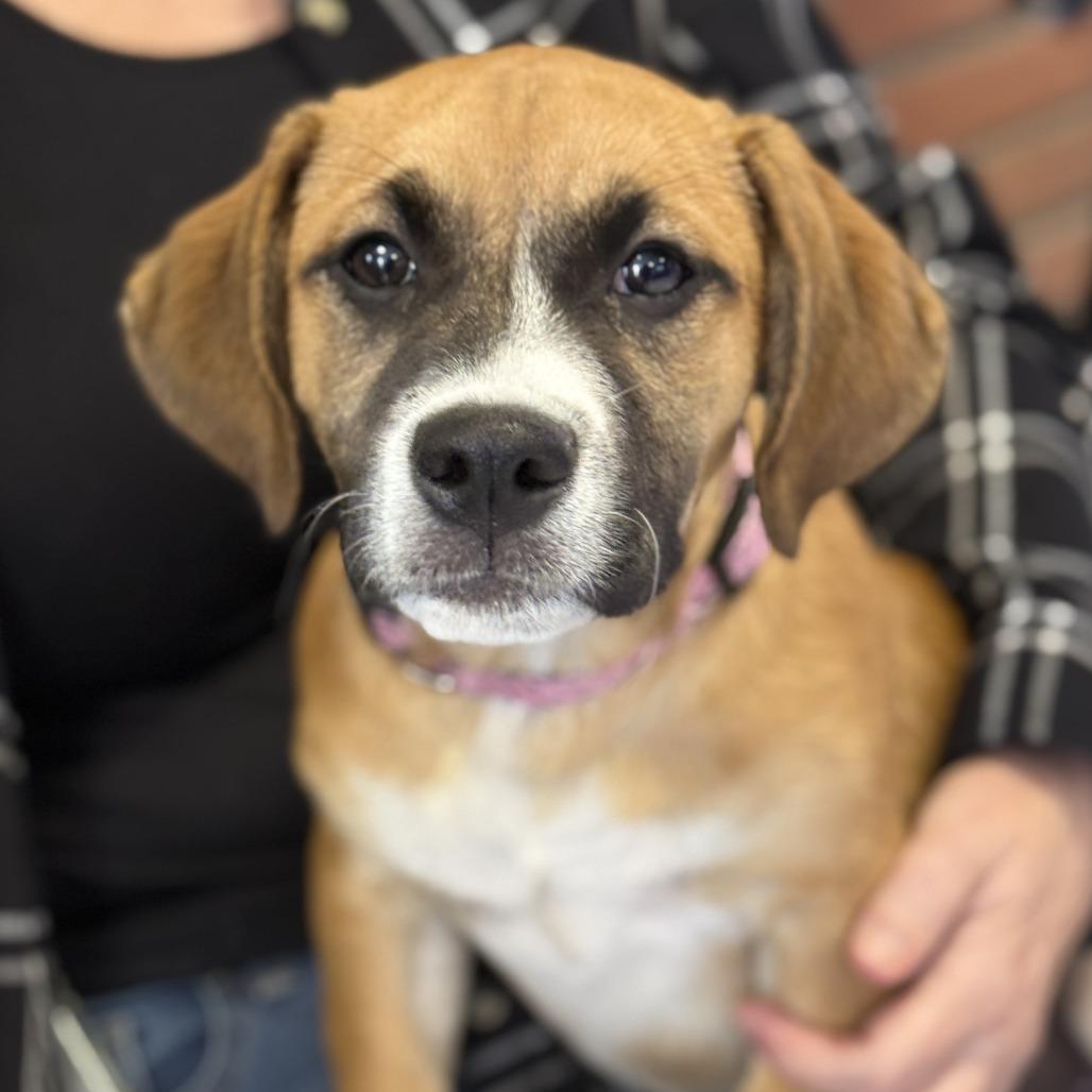 Daphne, a Adoptable mixed breed in Fresno, CA image 4/4