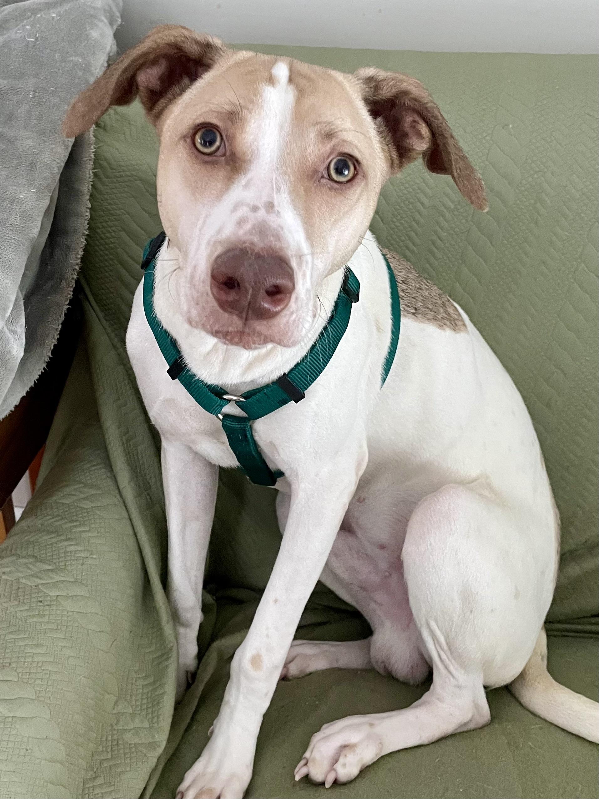 Enlarge Freddie, an adopted mixed breed in Monson, MA image 1/1