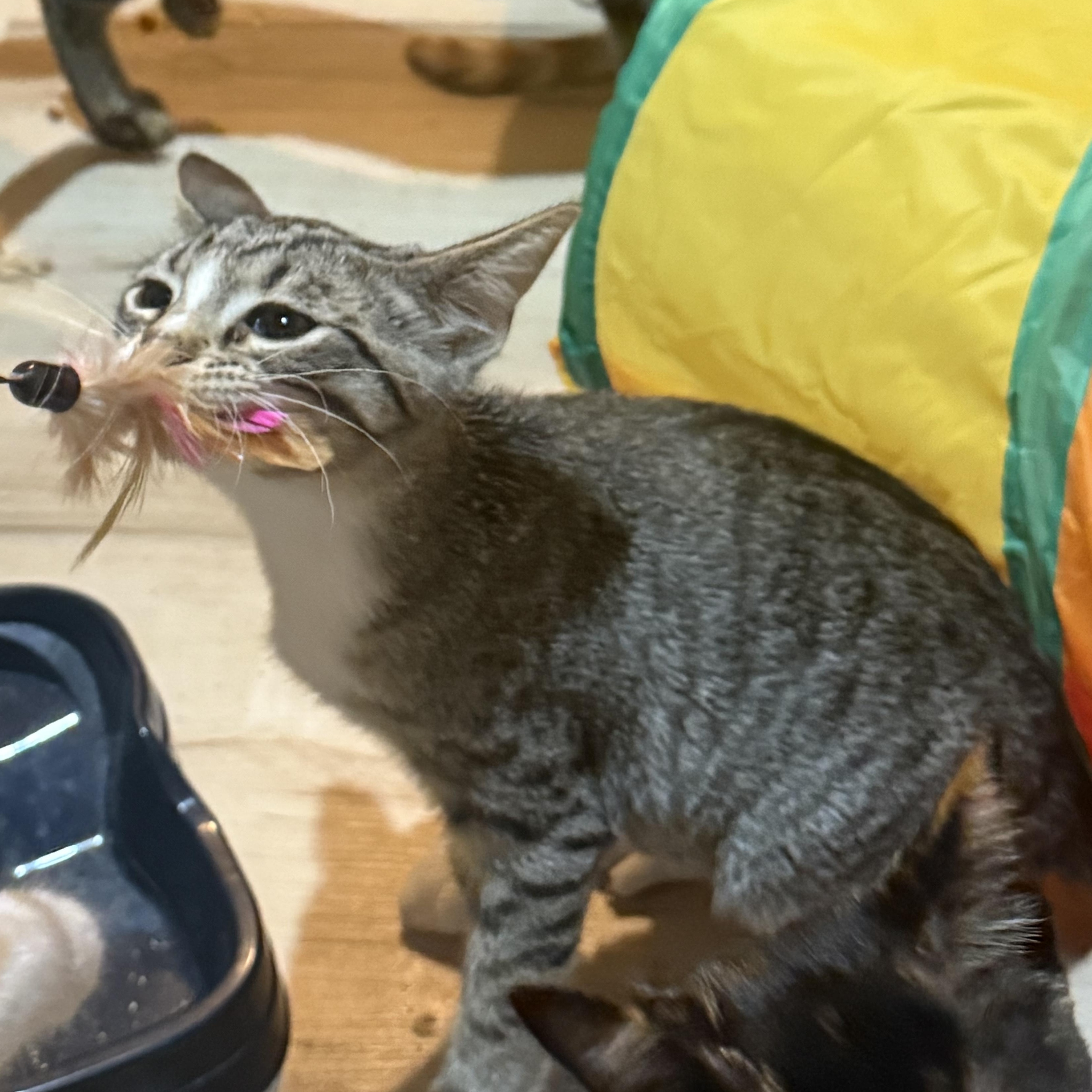 Enlarge Mouse, a Adoptable Domestic Short Hair in Anna, TX image 1/2