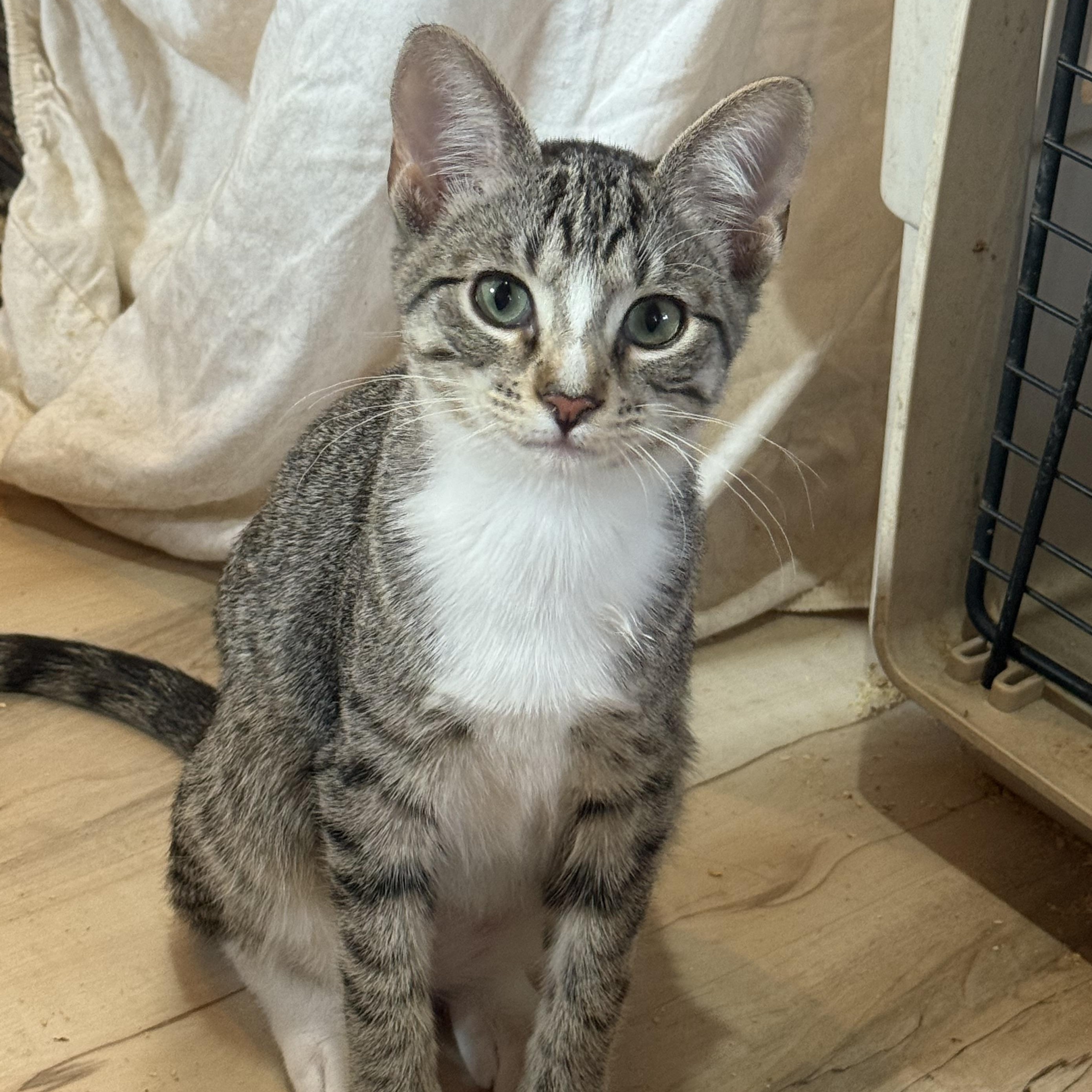 Enlarge Mouse, a Adoptable Domestic Short Hair in Anna, TX image 2/2