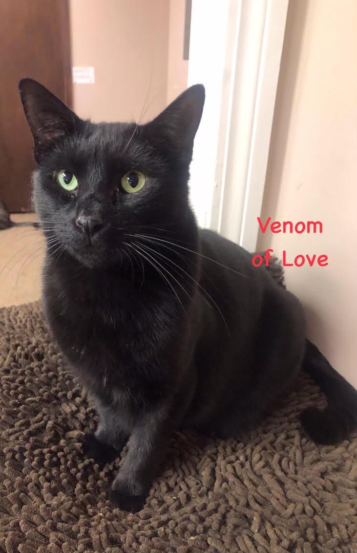 Venom Dasinger, Adopted, Adult Male Domestic Short Hair.