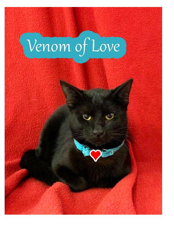 Venom Dasinger, a Adopted Domestic Short Hair in Pensacola, FL image 2/3