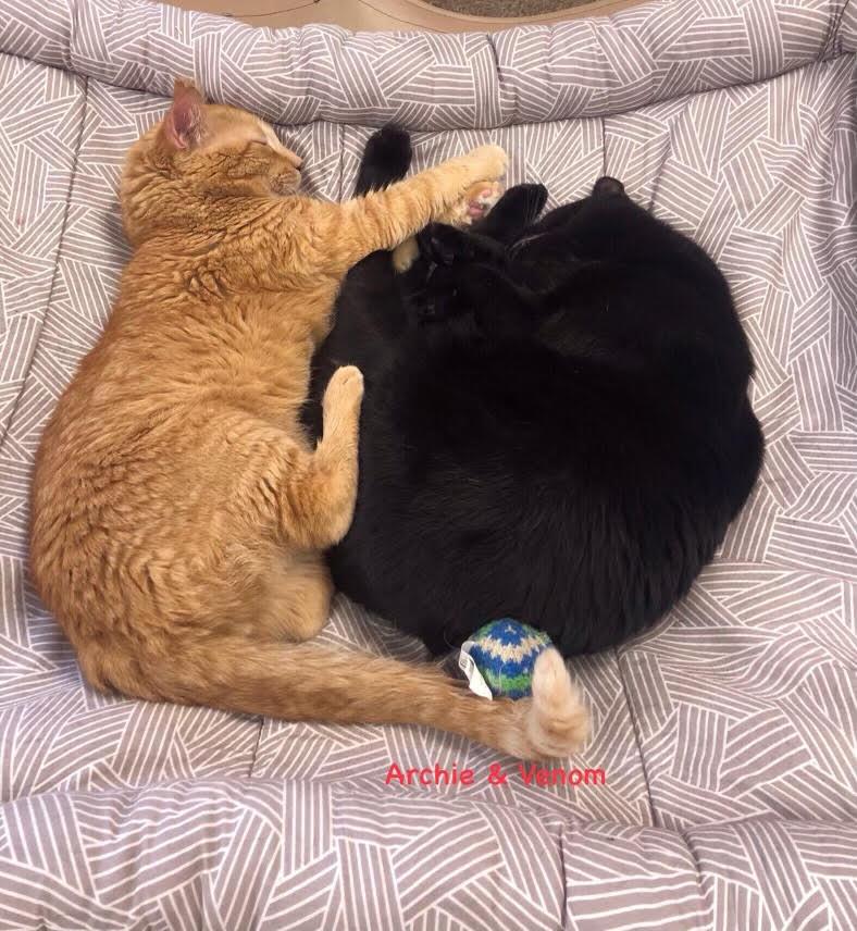 Venom Dasinger, a Adopted Domestic Short Hair in Pensacola, FL image 3/3