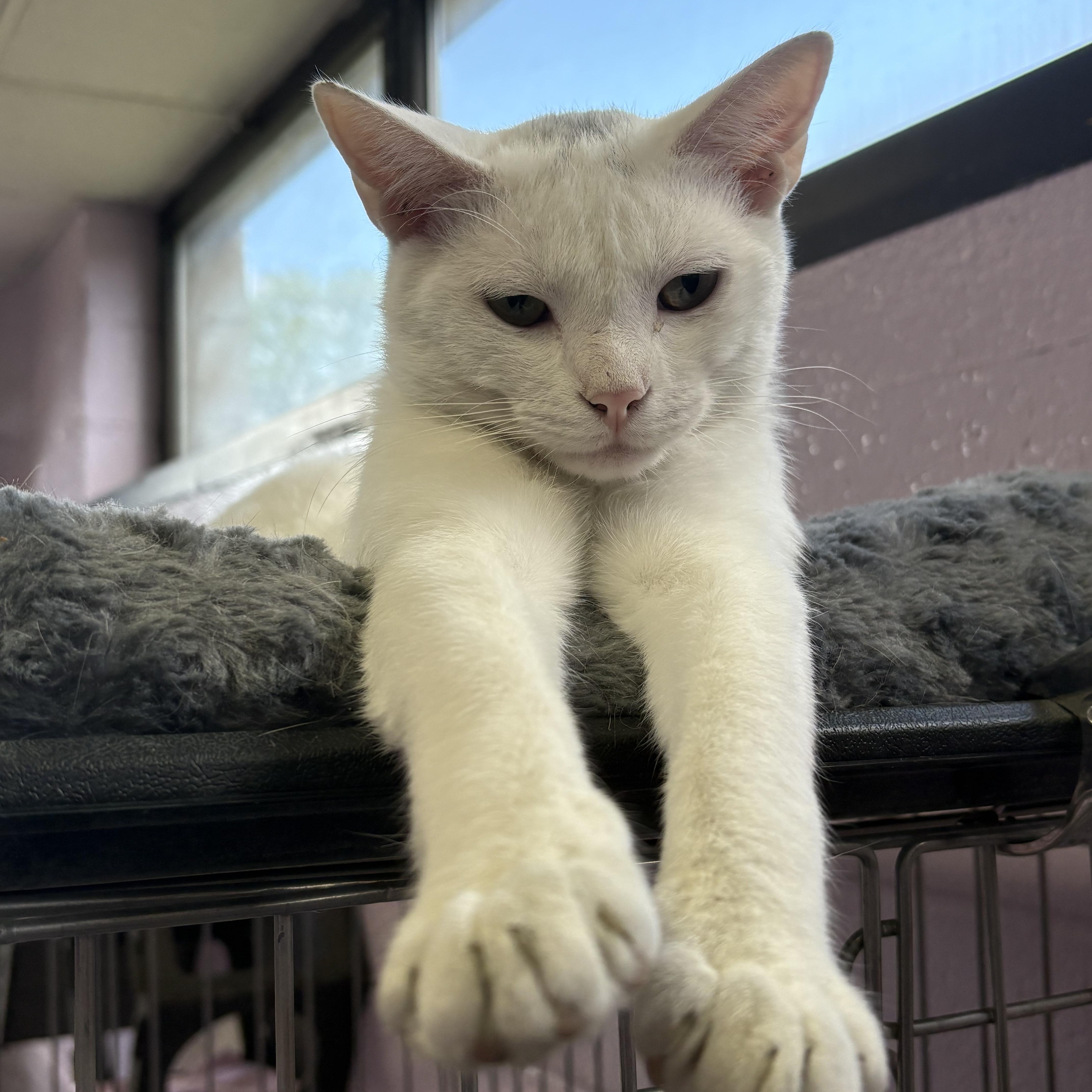 Snowy, a Adoptable Domestic Short Hair in Wantagh, NY image 4/4