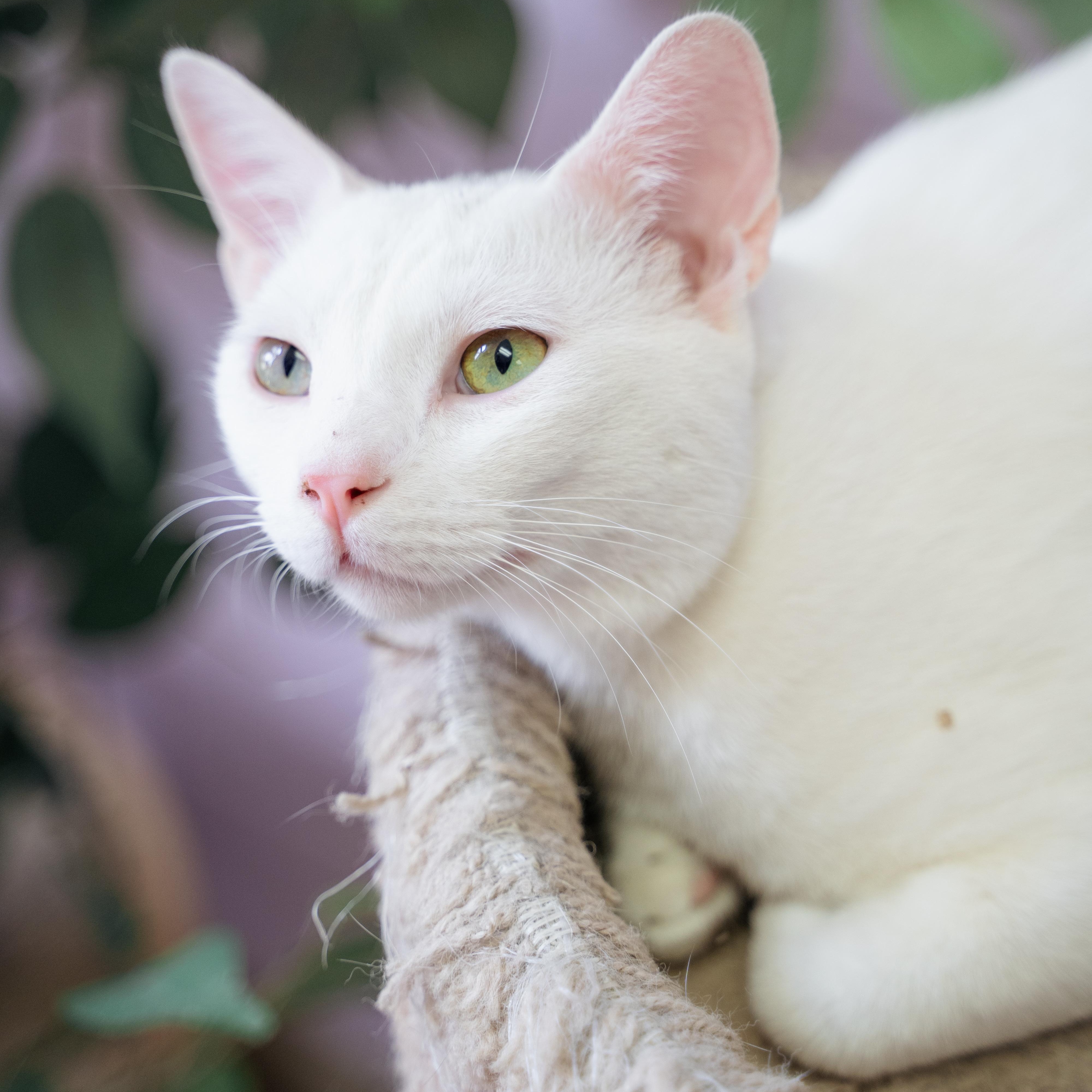 Snowy, a Adoptable Domestic Short Hair in Wantagh, NY image 1/4