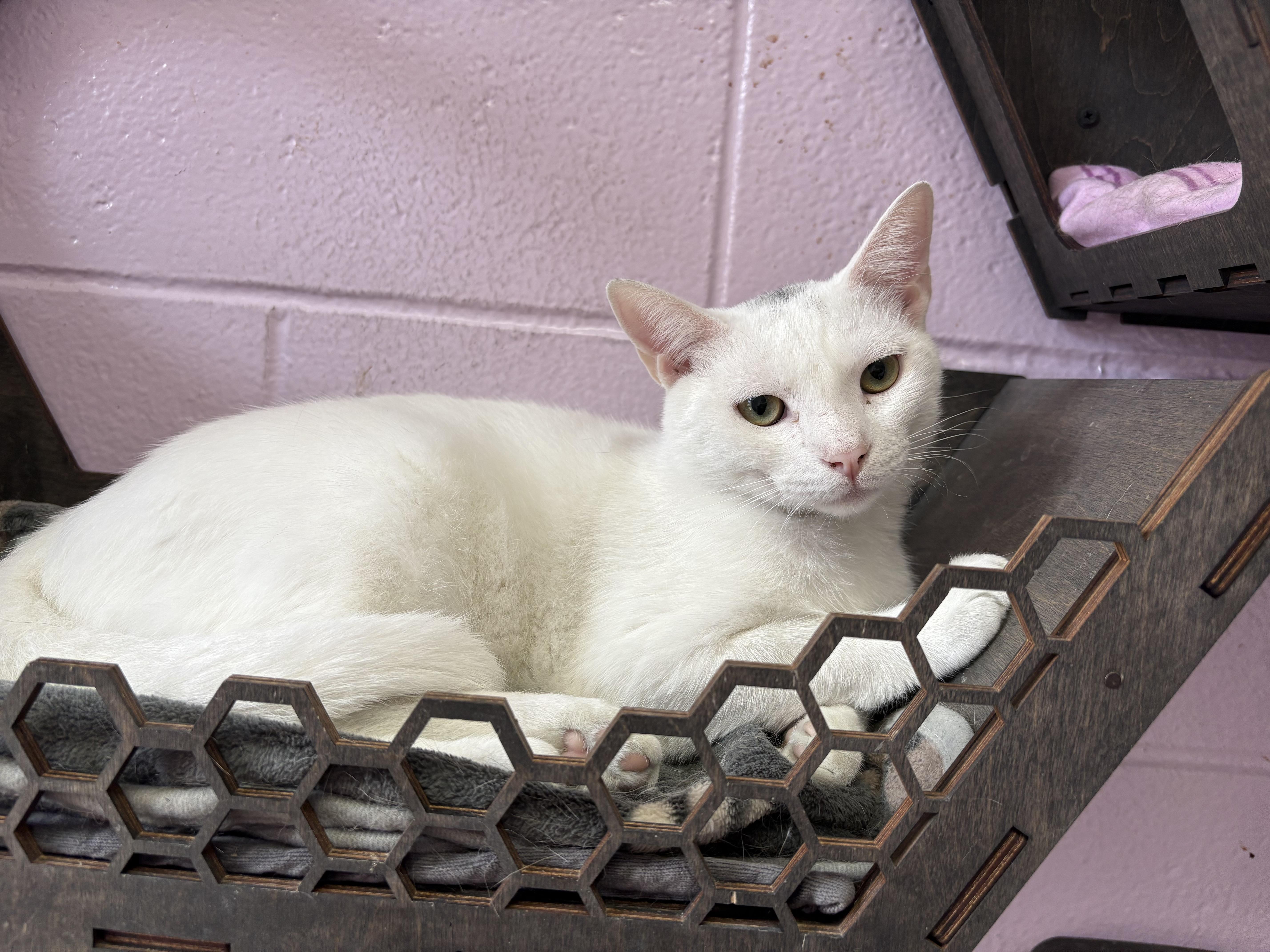 Snowy, a Adoptable Domestic Short Hair in Wantagh, NY image 3/4