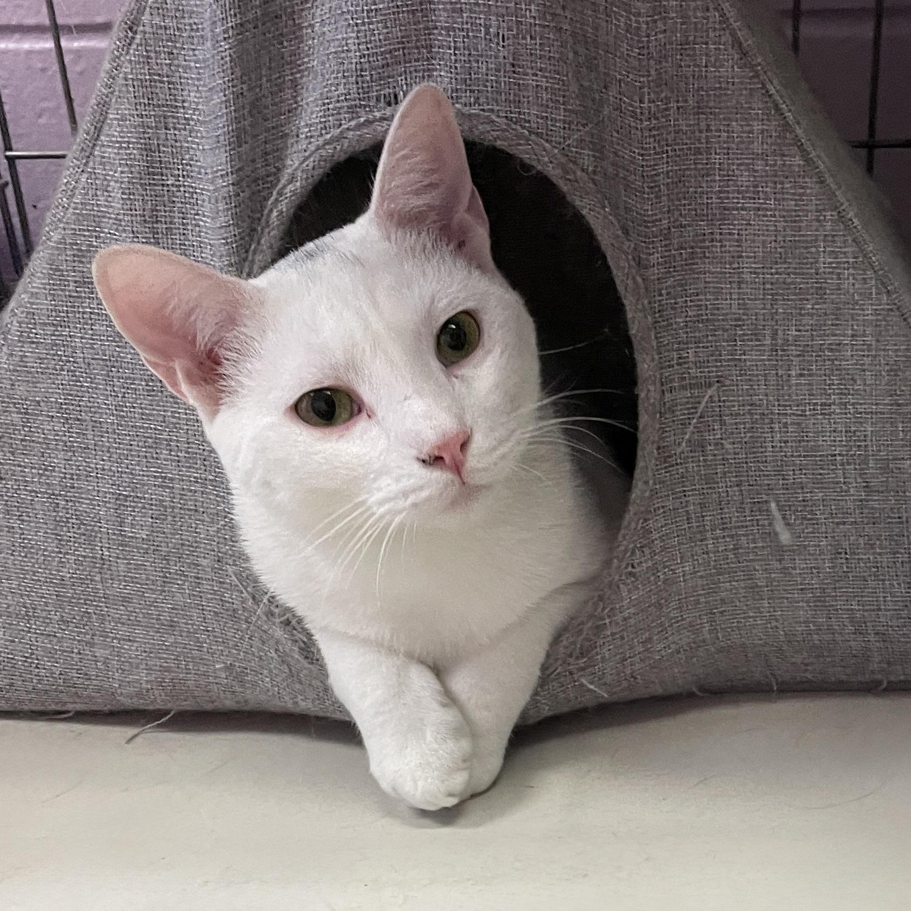 Snowy, a Adoptable Domestic Short Hair in Wantagh, NY image 2/4