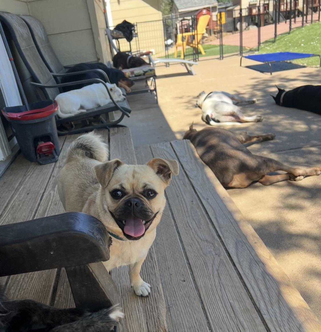 Honey, a Adopted Pug in Redding, CA image 2/4