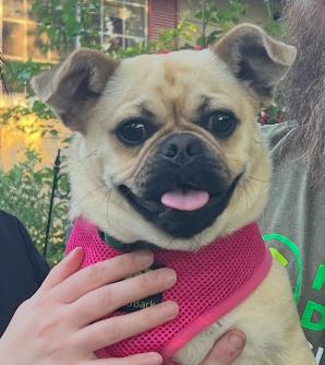 Honey, Adopted, Young Female Pug.
