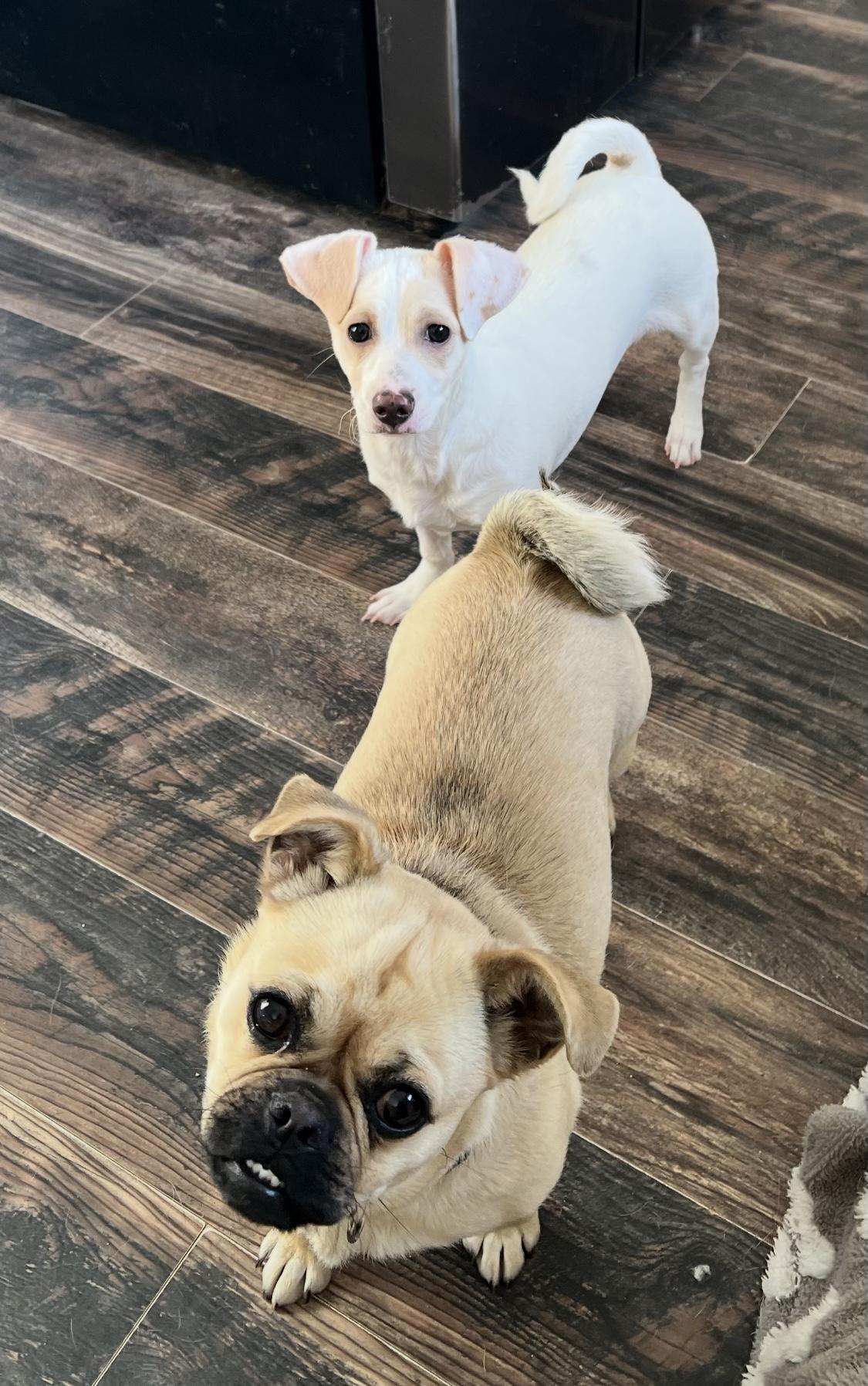 Honey, a Adopted Pug in Redding, CA image 3/4