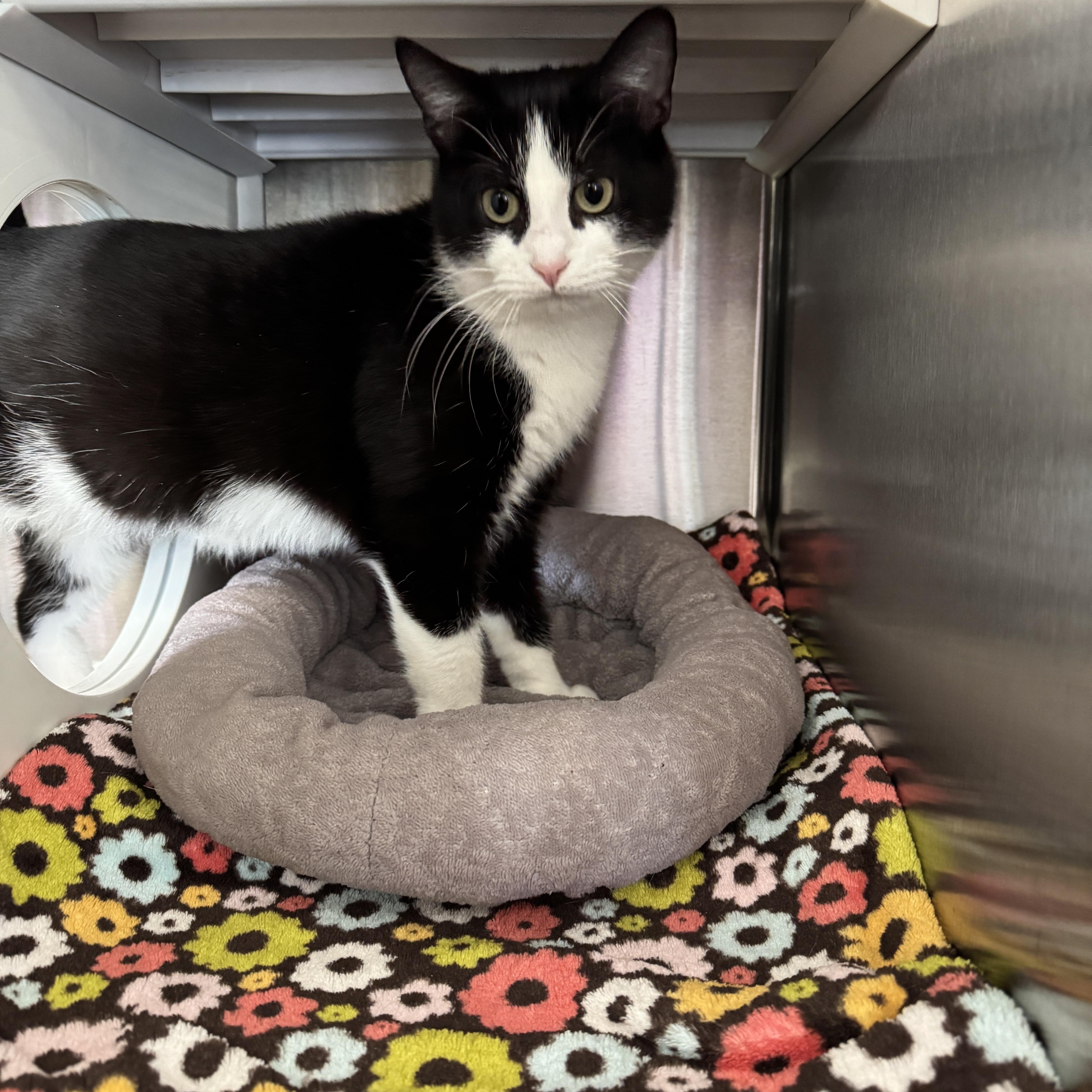 Ramona, a Adoptable Domestic Short Hair in Seneca, PA image 6/6