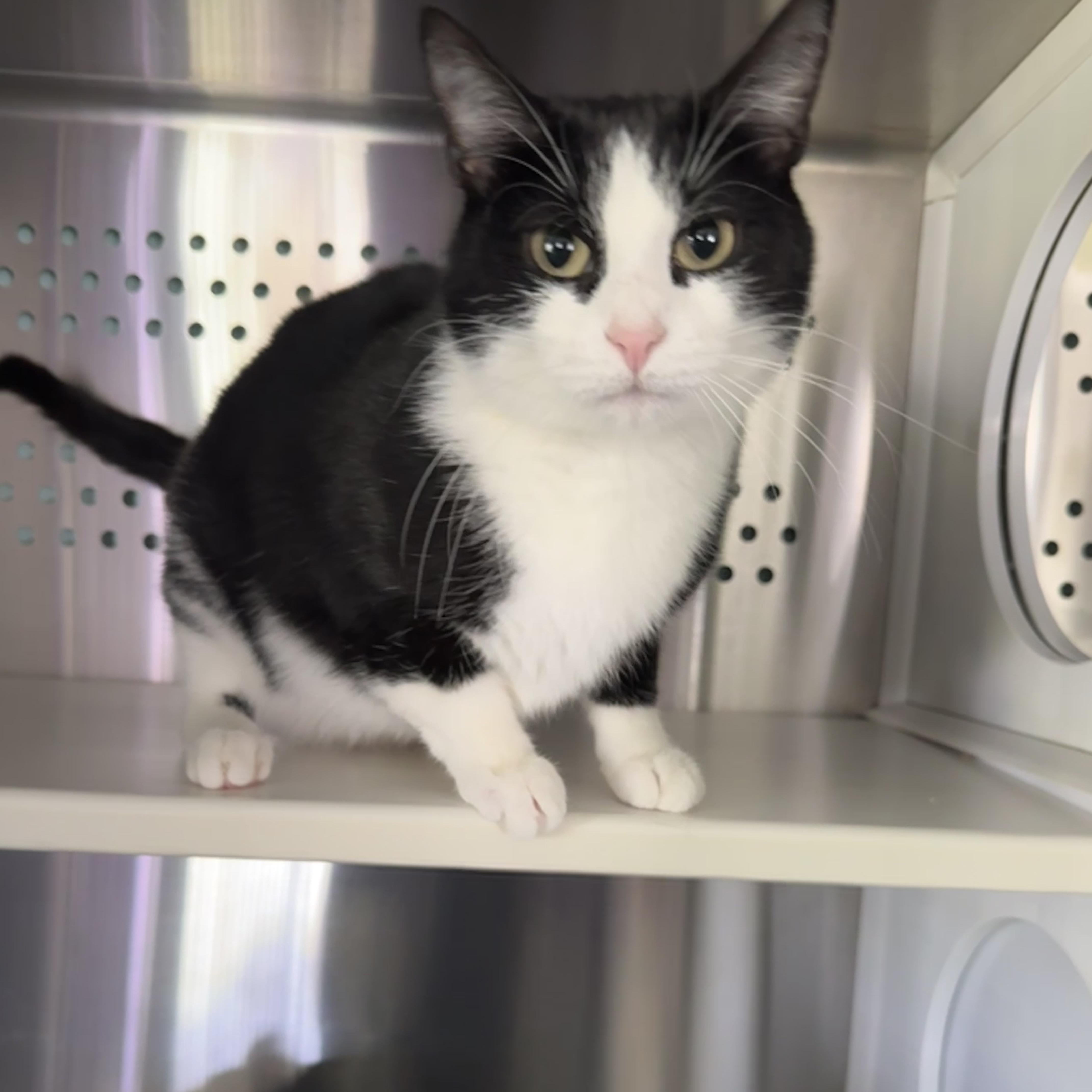 Ramona, Adoptable, Young Female Domestic Short Hair.