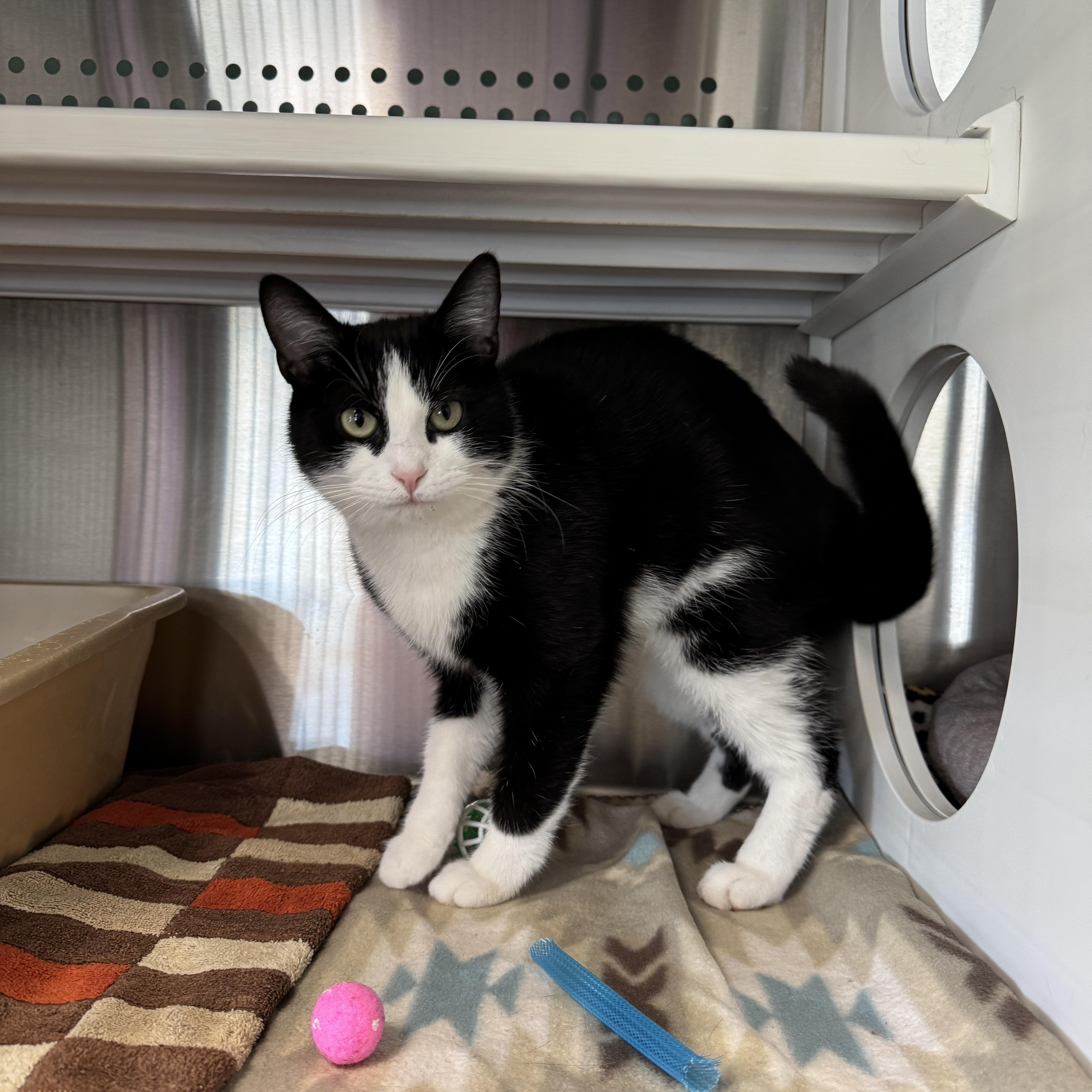 Ramona, a Adoptable Domestic Short Hair in Seneca, PA image 5/6