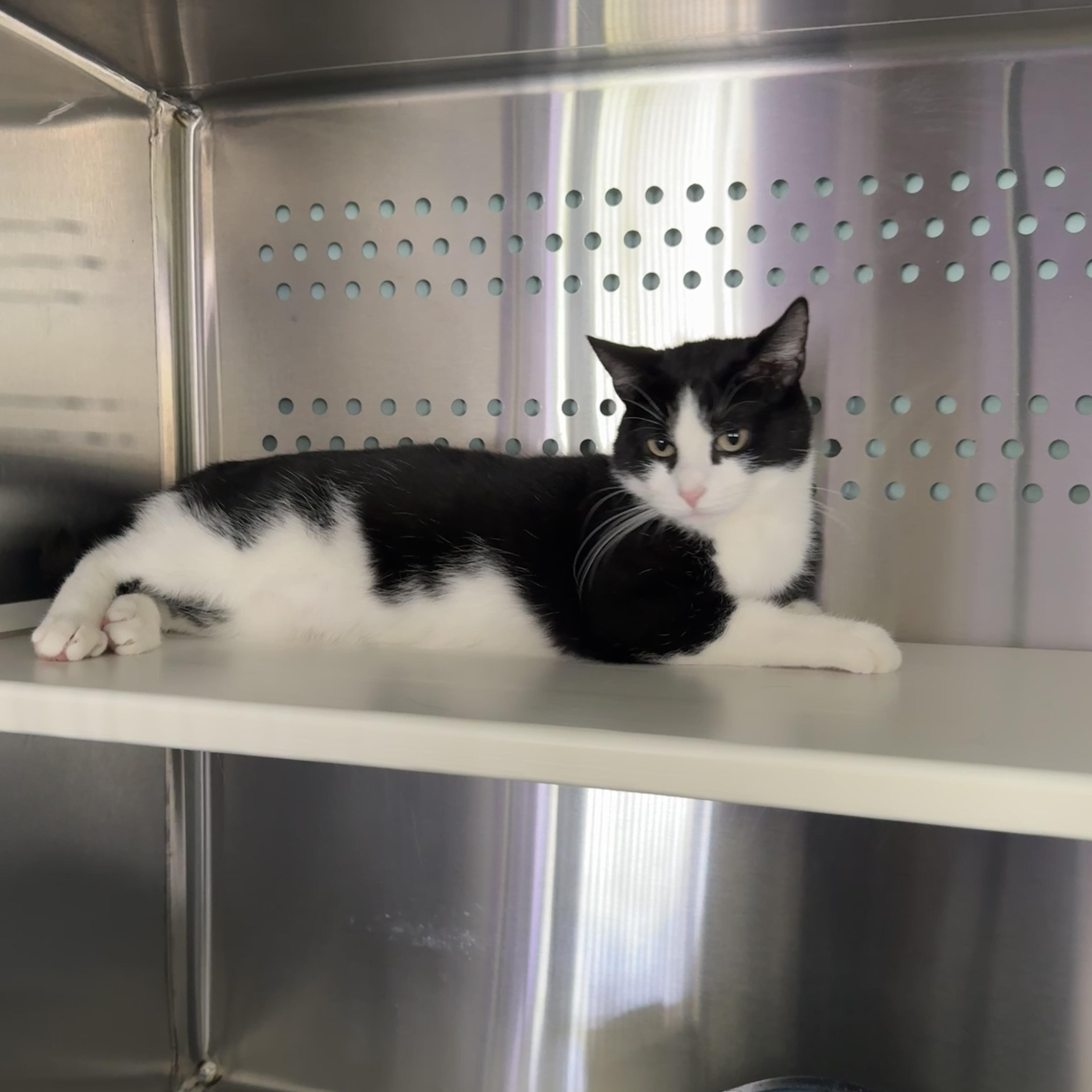 Ramona, a Adoptable Domestic Short Hair in Seneca, PA image 4/6