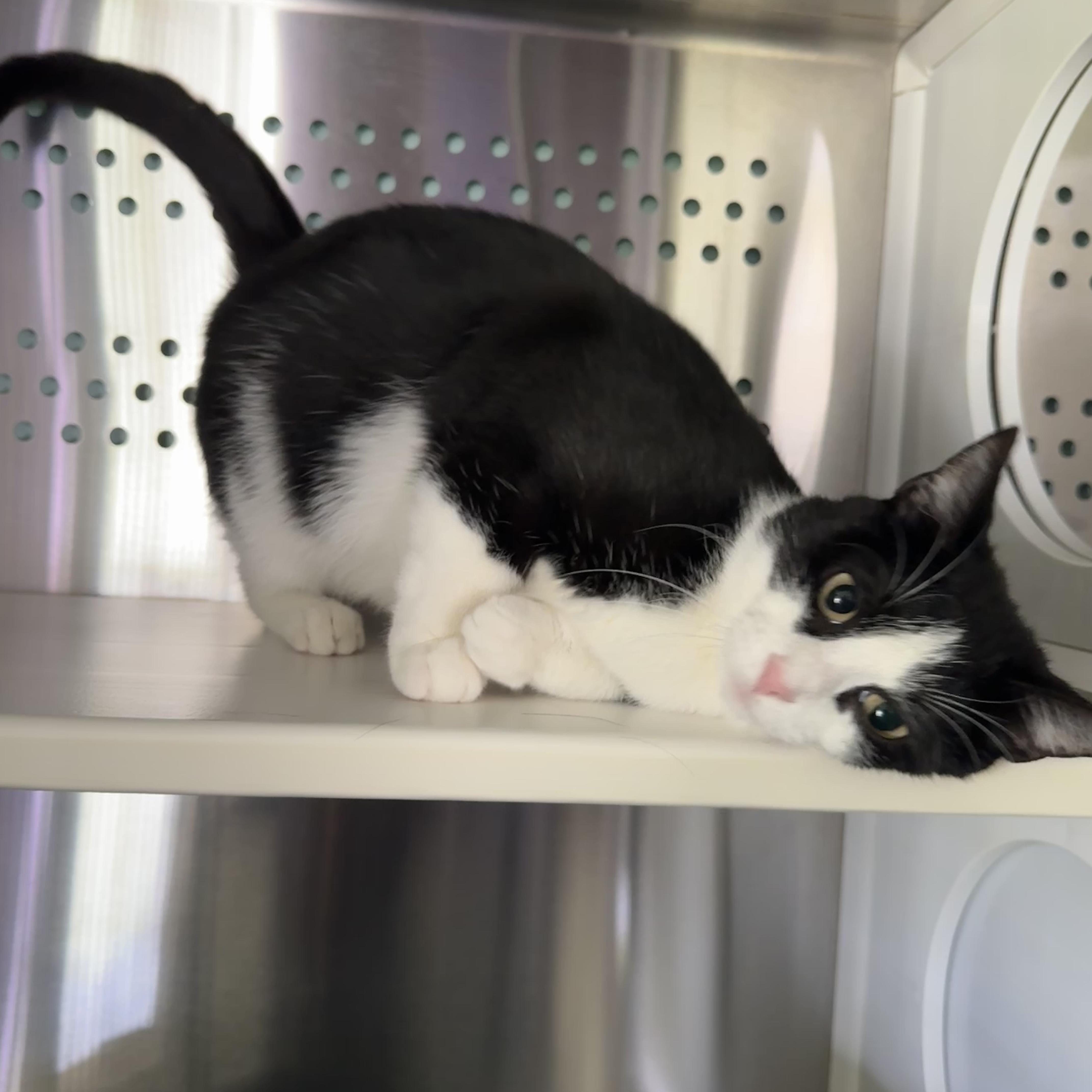 Ramona, a Adoptable Domestic Short Hair in Seneca, PA image 2/6