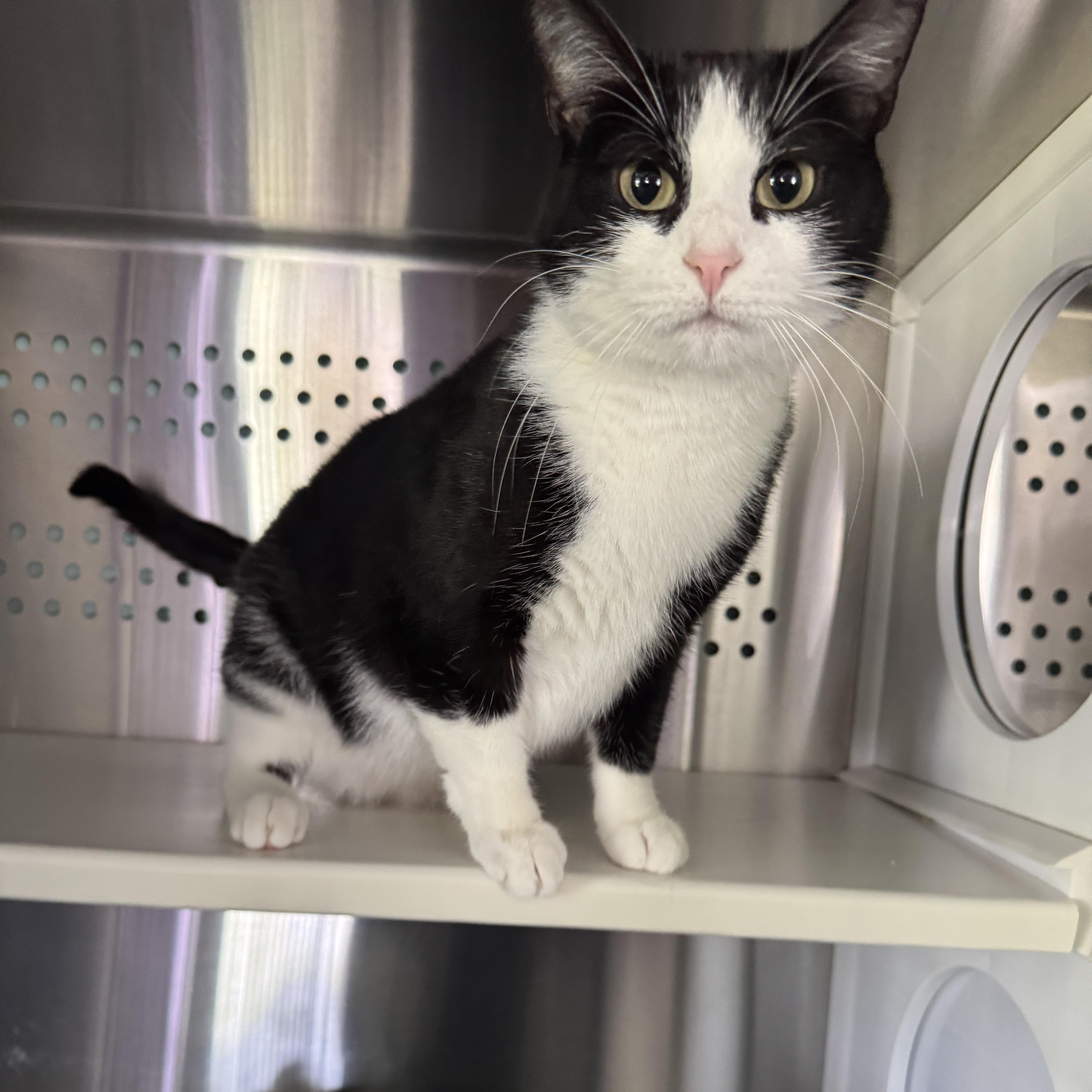 Ramona, a Adoptable Domestic Short Hair in Seneca, PA image 3/6