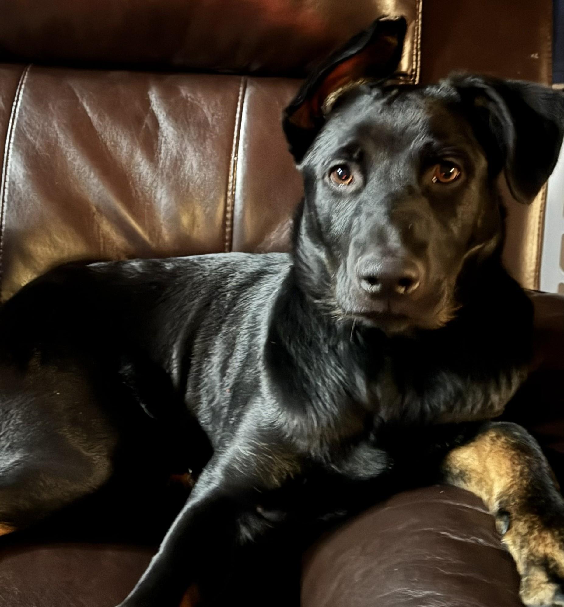 Enlarge Daisy (Courtesy Post) , a ADOPTABLE mixed breed in Warren, MI image 1/1