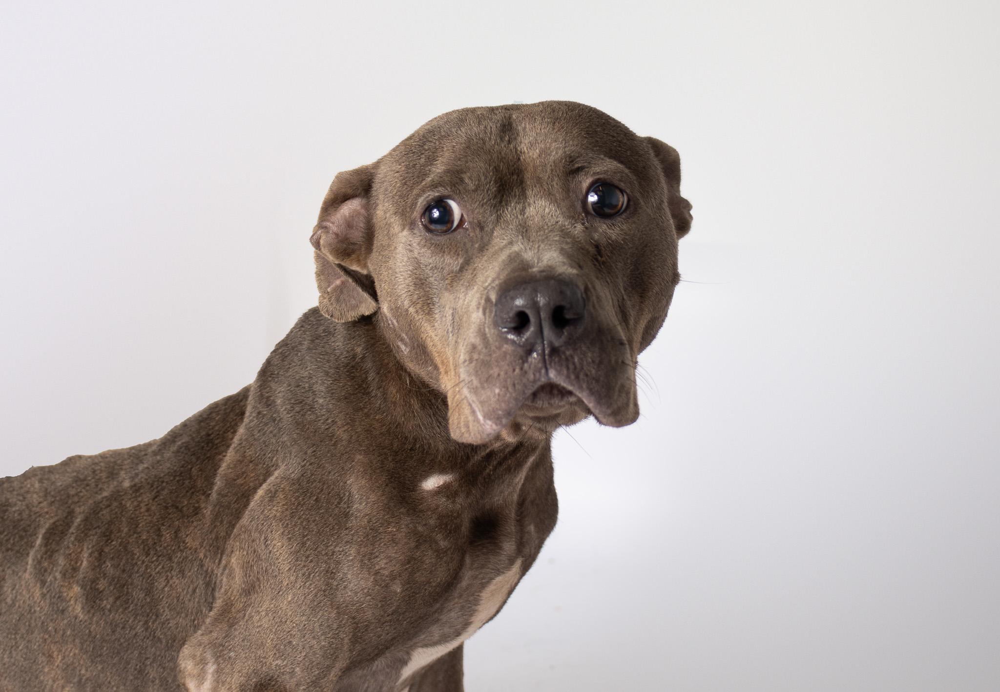 Enlarge Eilonwy, a ADOPTABLE mixed breed in Plaquemine, LA image 2/2