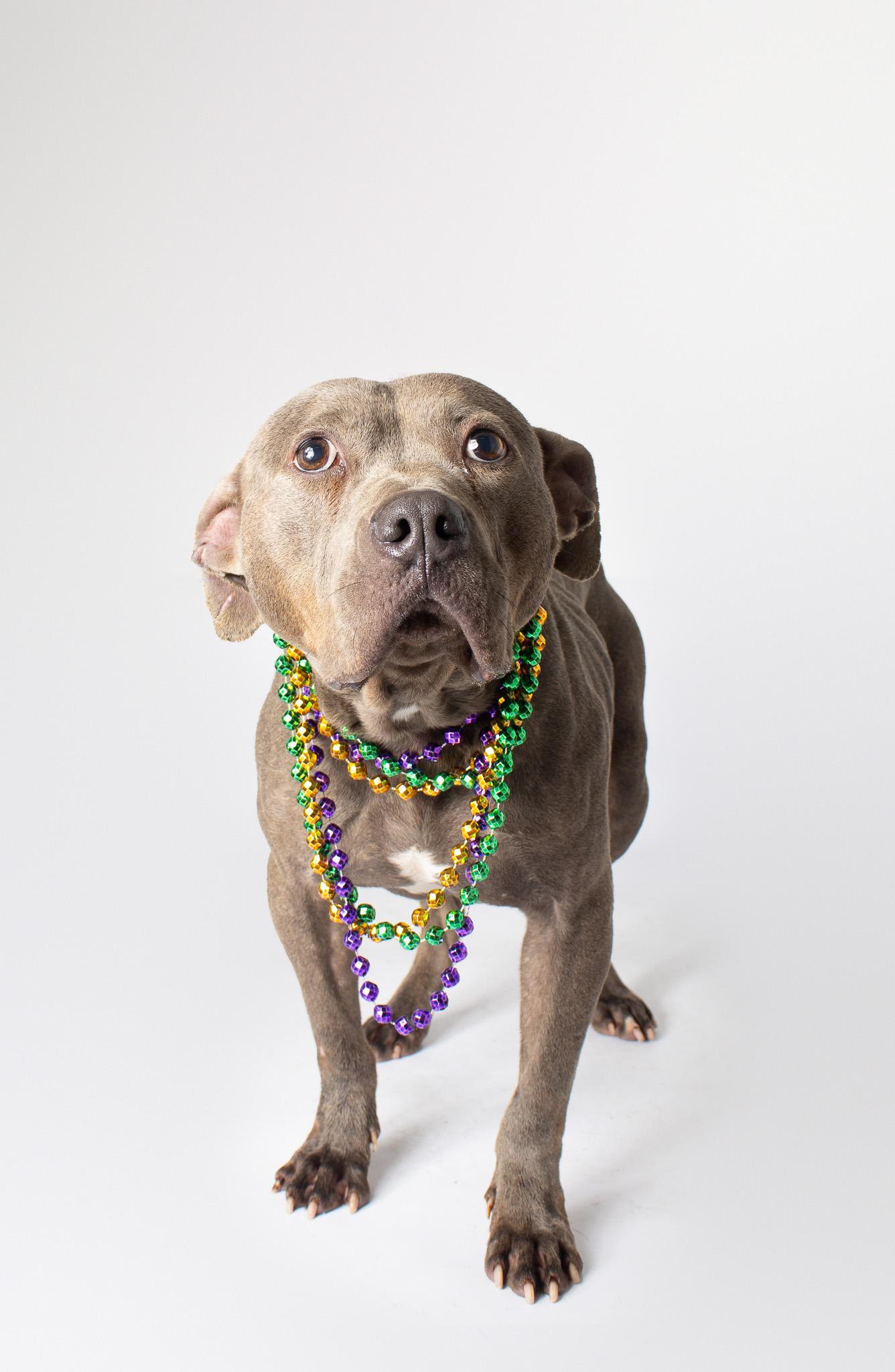 Enlarge Eilonwy, a ADOPTABLE mixed breed in Plaquemine, LA image 2/2