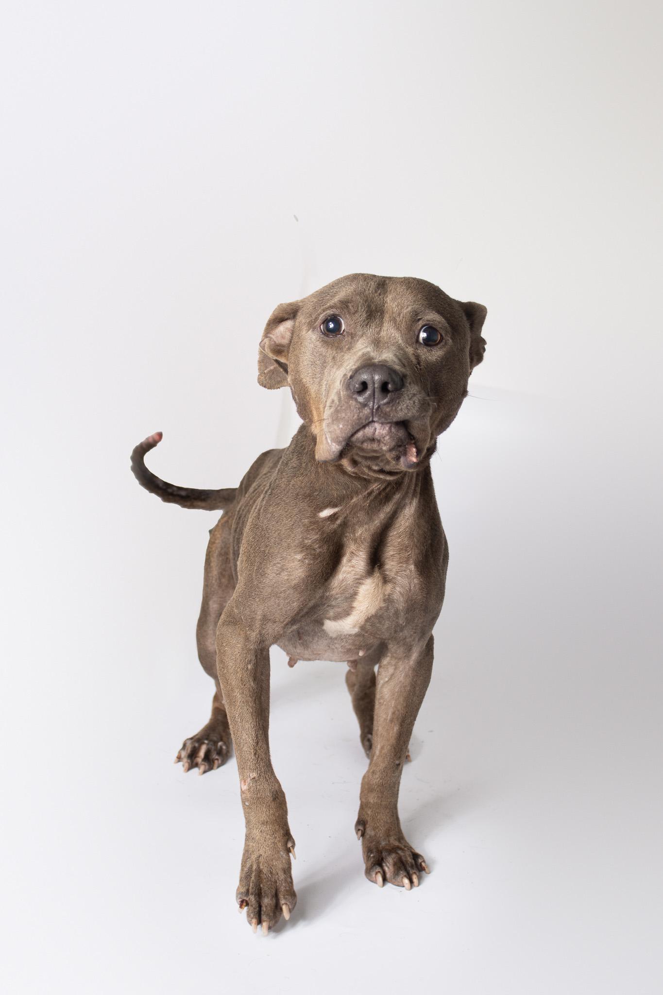 Eilonwy, ADOPTABLE, Adult Female Pit Bull Terrier.