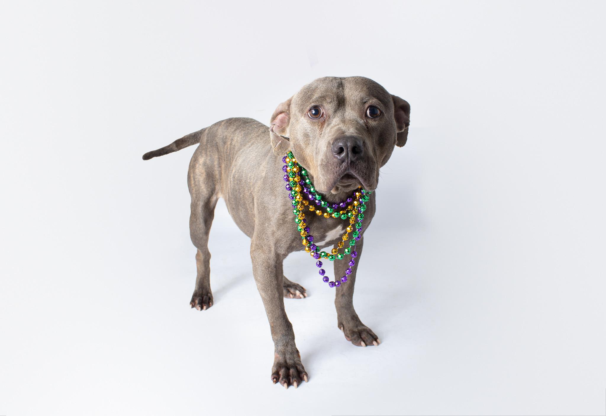 Enlarge Eilonwy, a ADOPTABLE mixed breed in Plaquemine, LA image 1/2