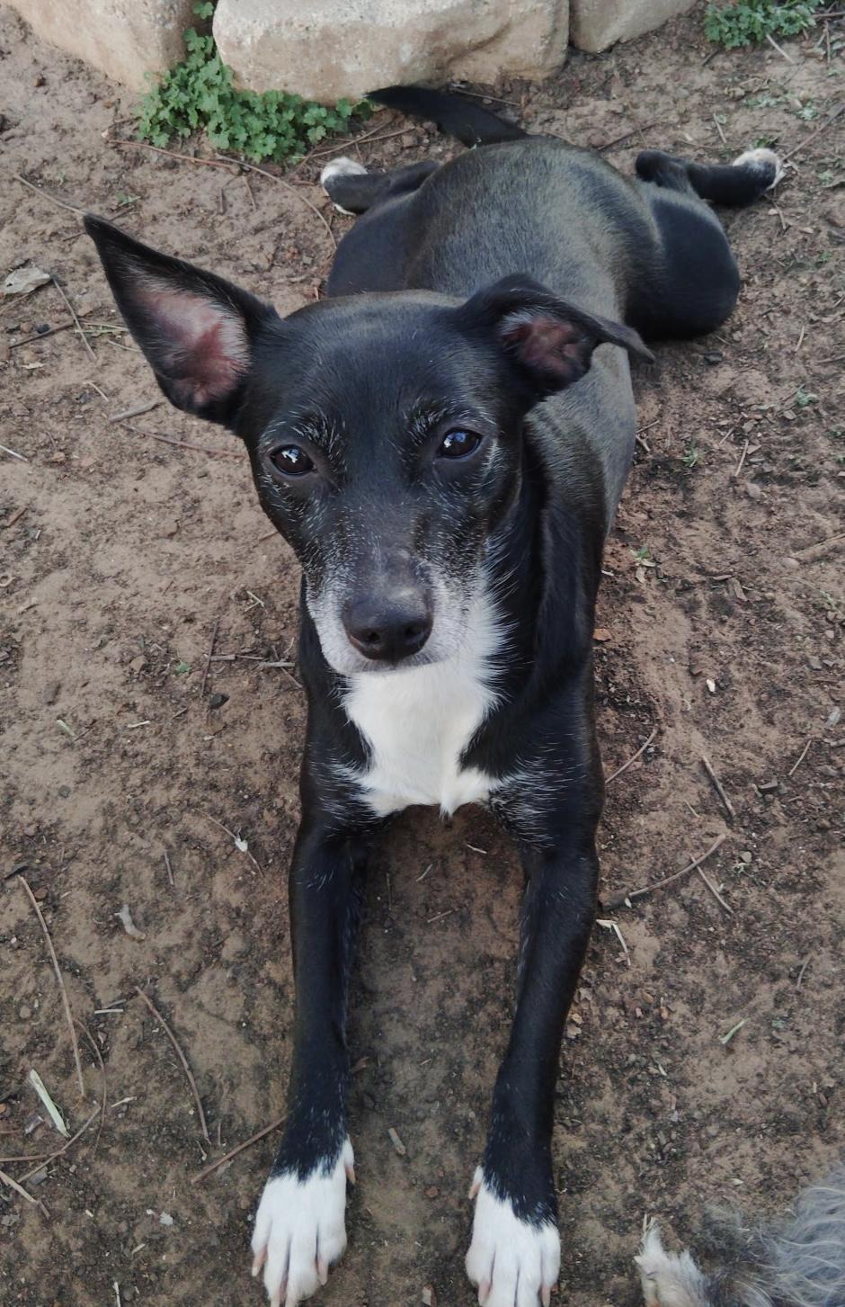 Blaze, a Adoptable Mixed Breed in Dallas, TX image 1/2