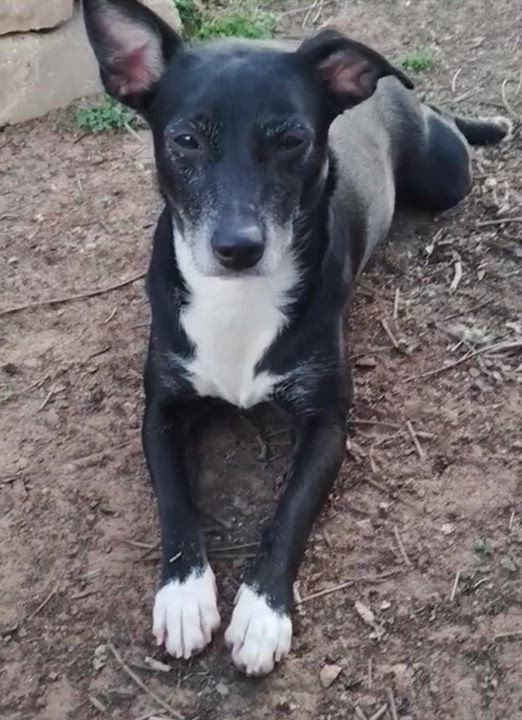 Enlarge Blaze, a Adoptable Mixed Breed in Dallas, TX video 2/2