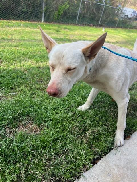 Enlarge Kemp21376, a ADOPTABLE mixed breed in Rocky Mount, NC image 2/3