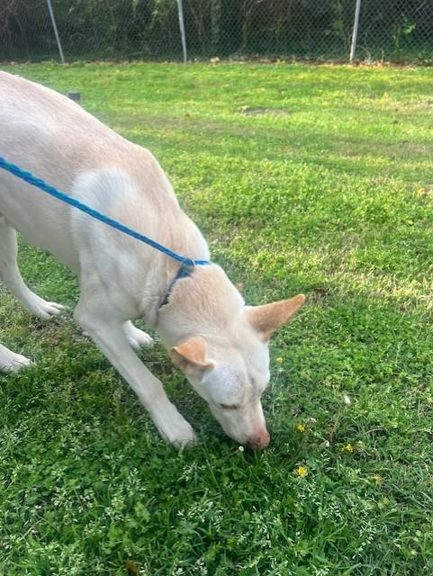 Enlarge Kemp21376, a ADOPTABLE mixed breed in Rocky Mount, NC image 3/3