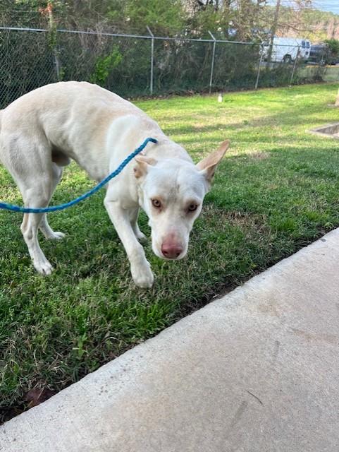 Enlarge Kemp21376, a ADOPTABLE mixed breed in Rocky Mount, NC image 1/3