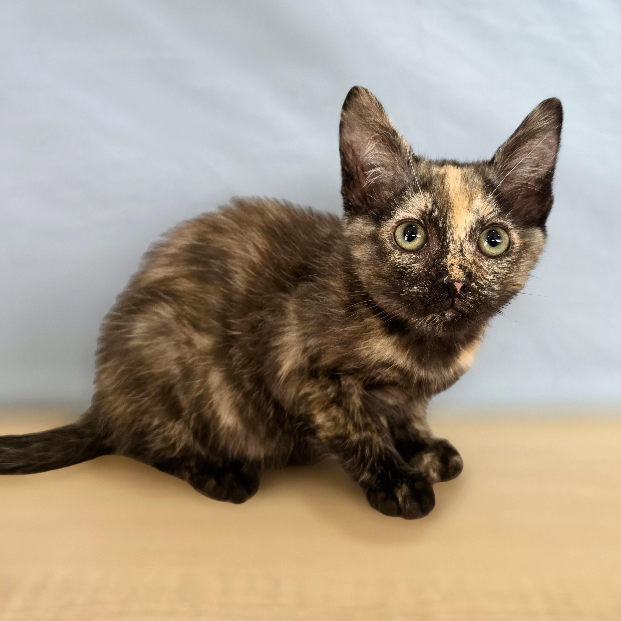Bo Peep, adopted, Kitten Female Domestic Short Hair.