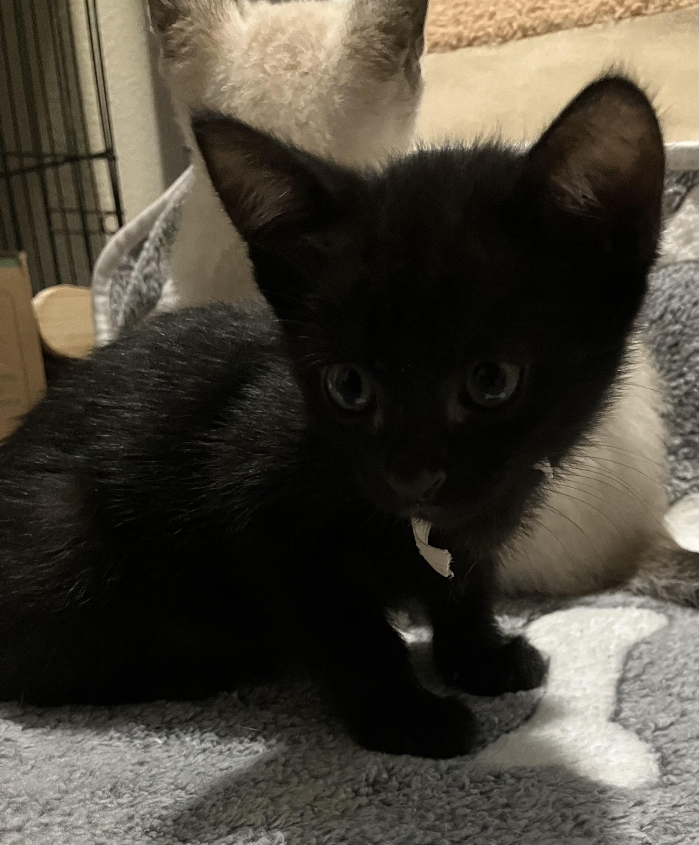 Ripley, an adopted Bombay in Hillsboro, OR image 3/4