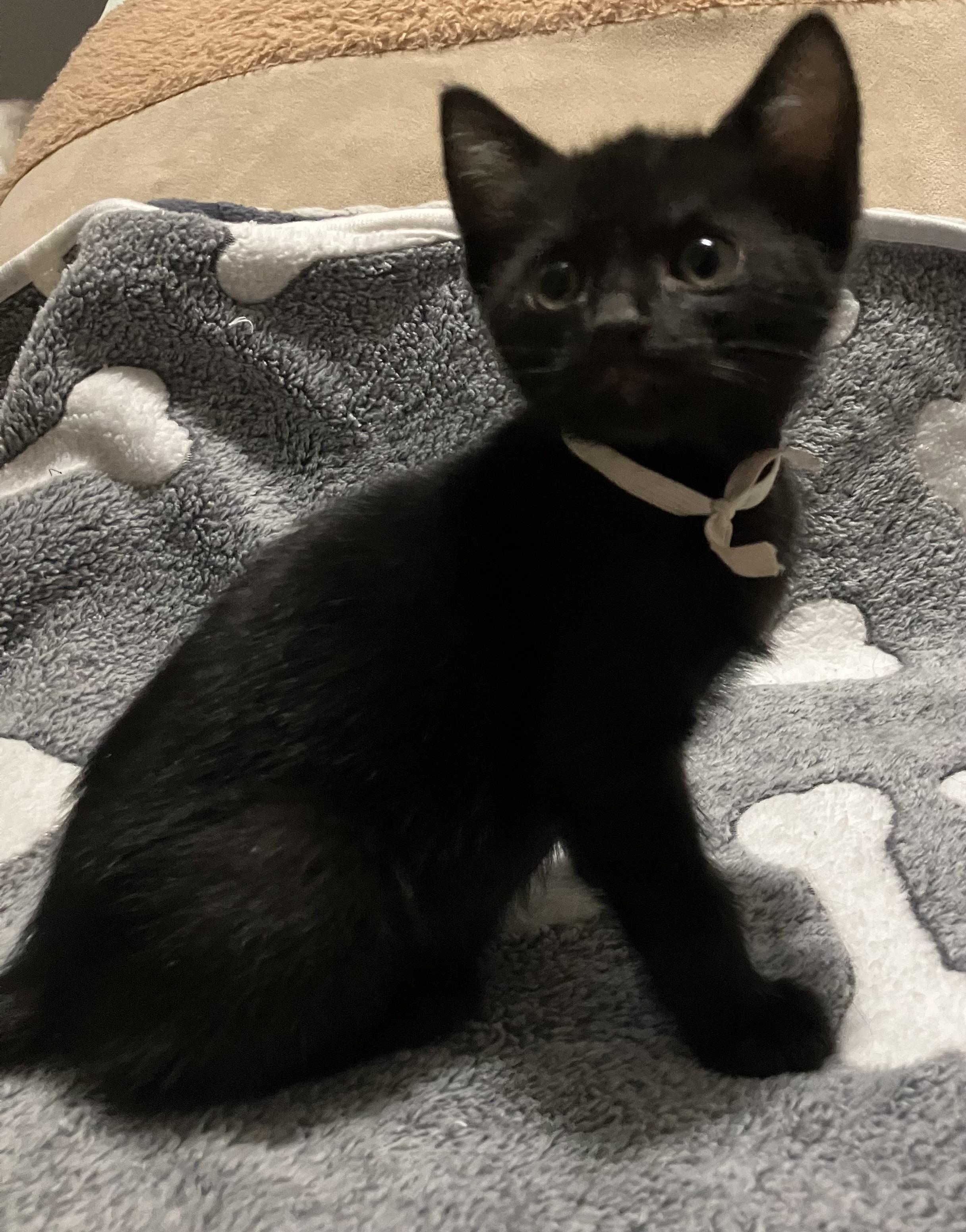 Ripley, an adopted Bombay in Hillsboro, OR image 1/4