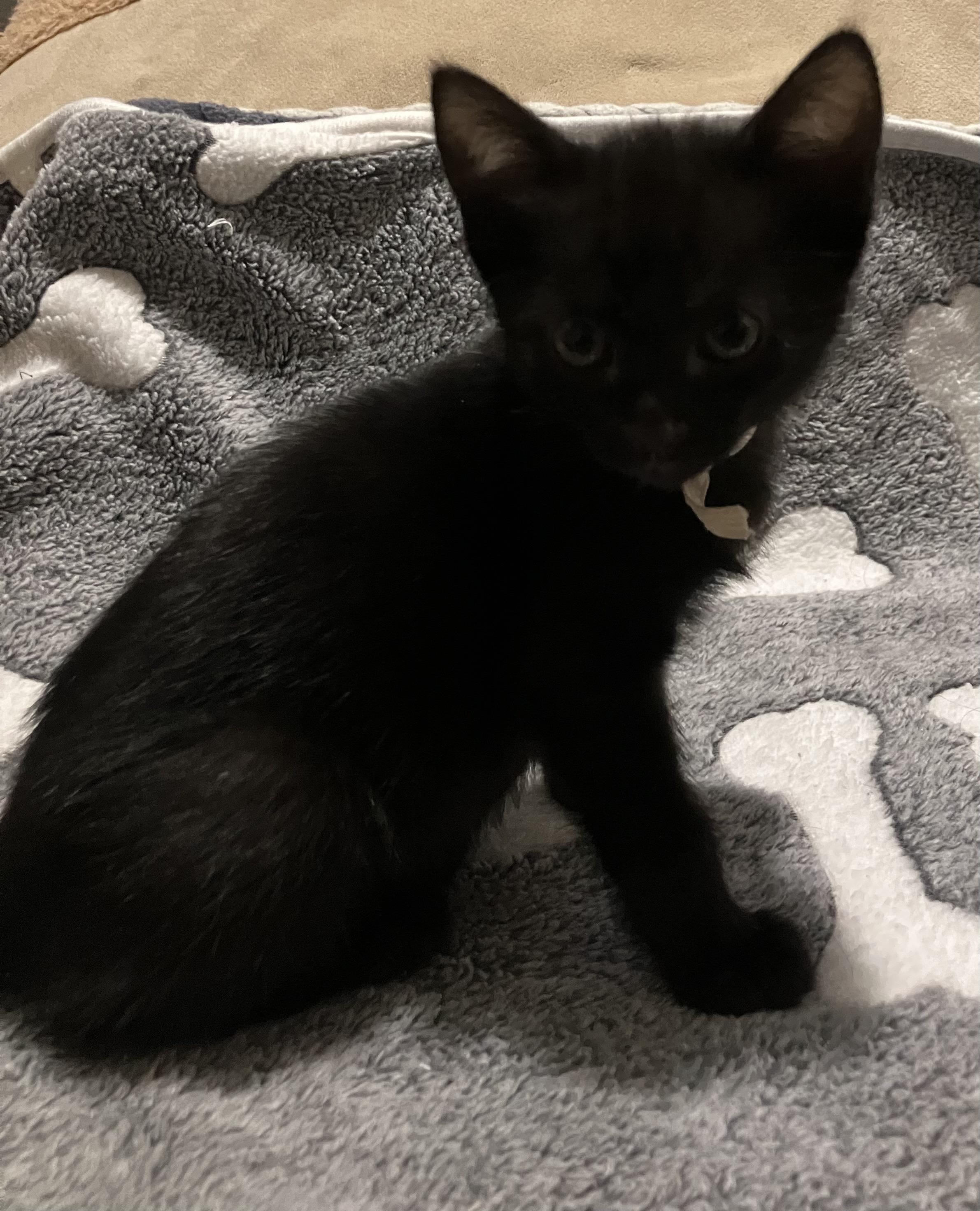 Ripley, an adopted Bombay in Hillsboro, OR image 2/4