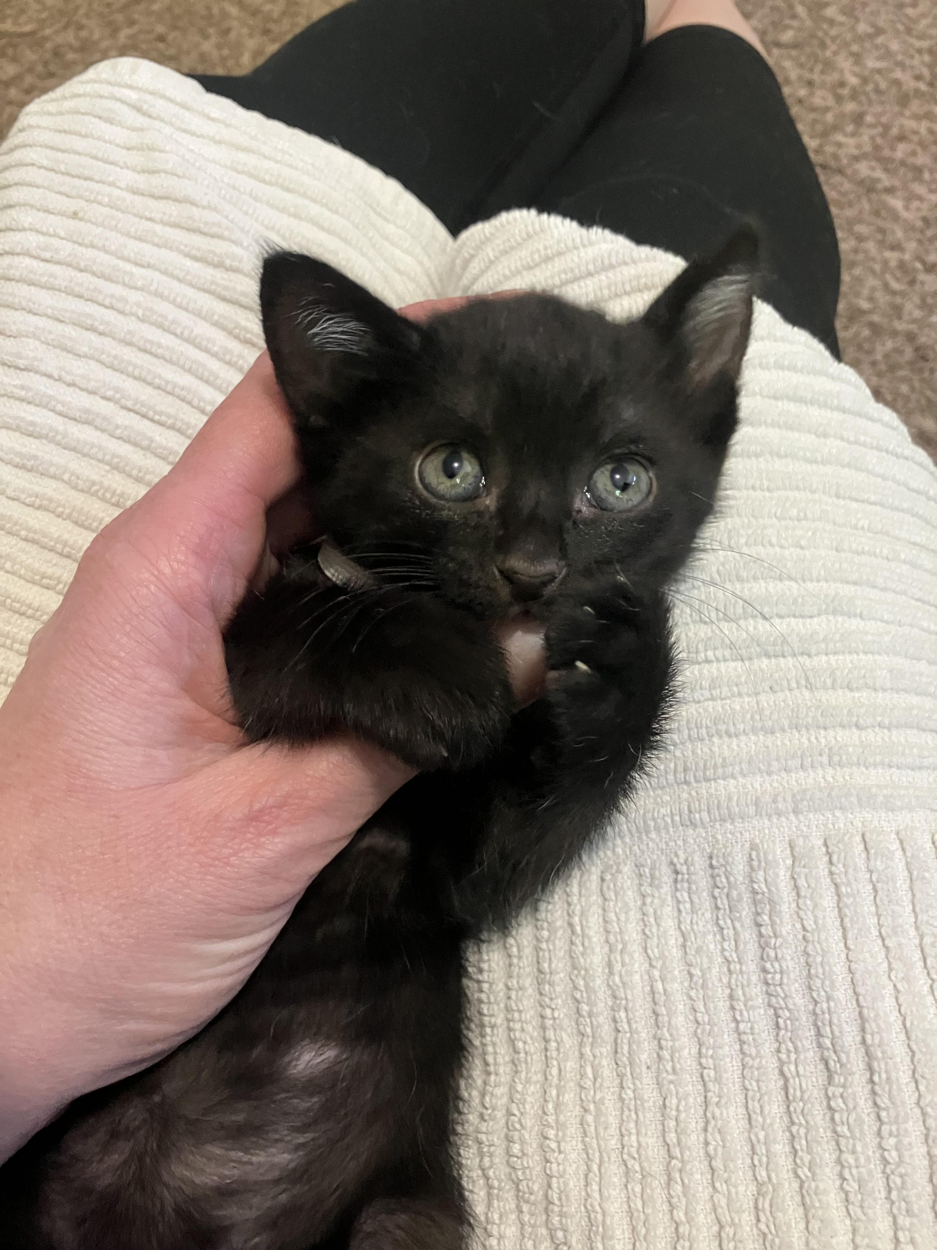 Ripley, an adopted Bombay in Hillsboro, OR image 4/4