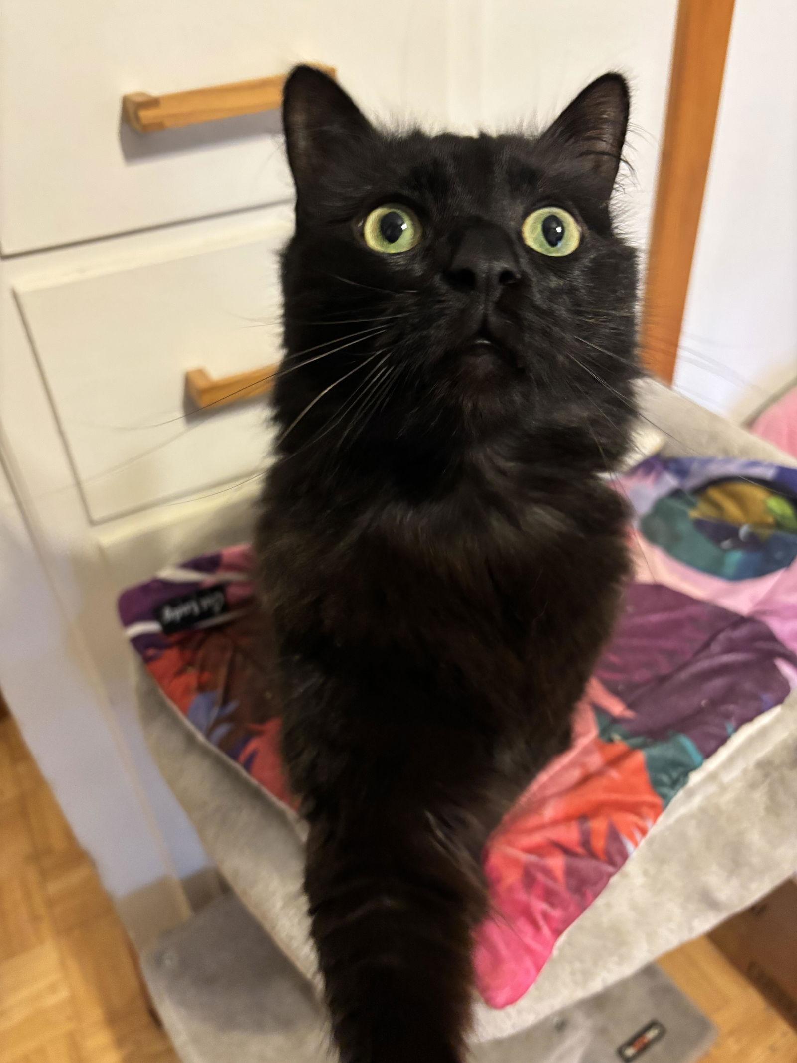 Ebenezer, Adoptable, Adult Male Domestic Long Hair.