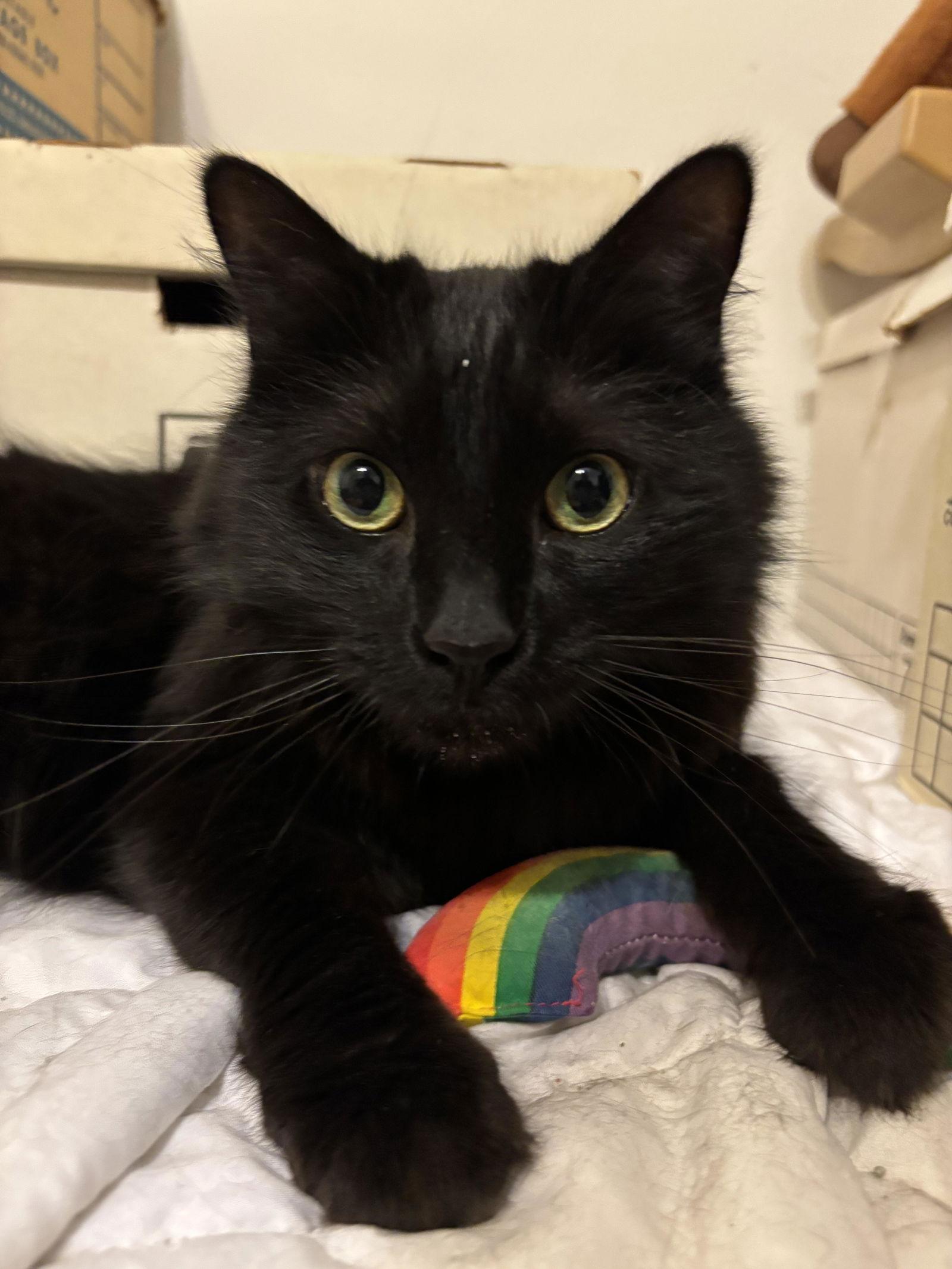 Enlarge Ebenezer, a Adoptable Domestic Long Hair in Prosper, TX image 2/3