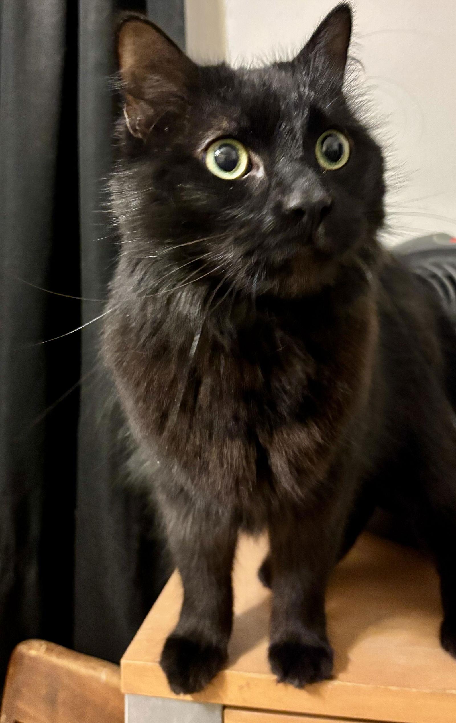 Enlarge Ebenezer, a Adoptable Domestic Long Hair in Prosper, TX image 3/3