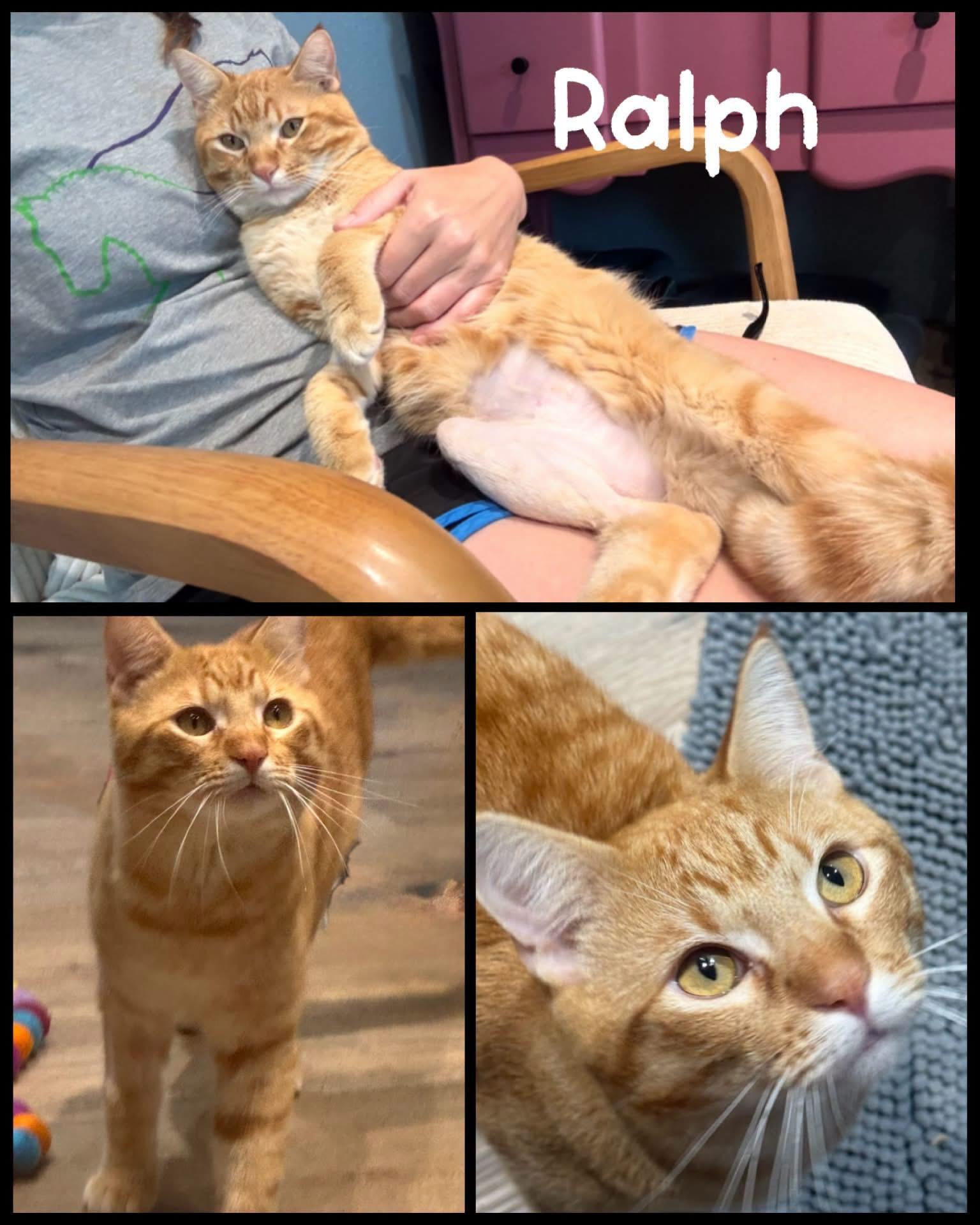 Ralph, adopted, Adult Male Tabby & Domestic Short Hair.