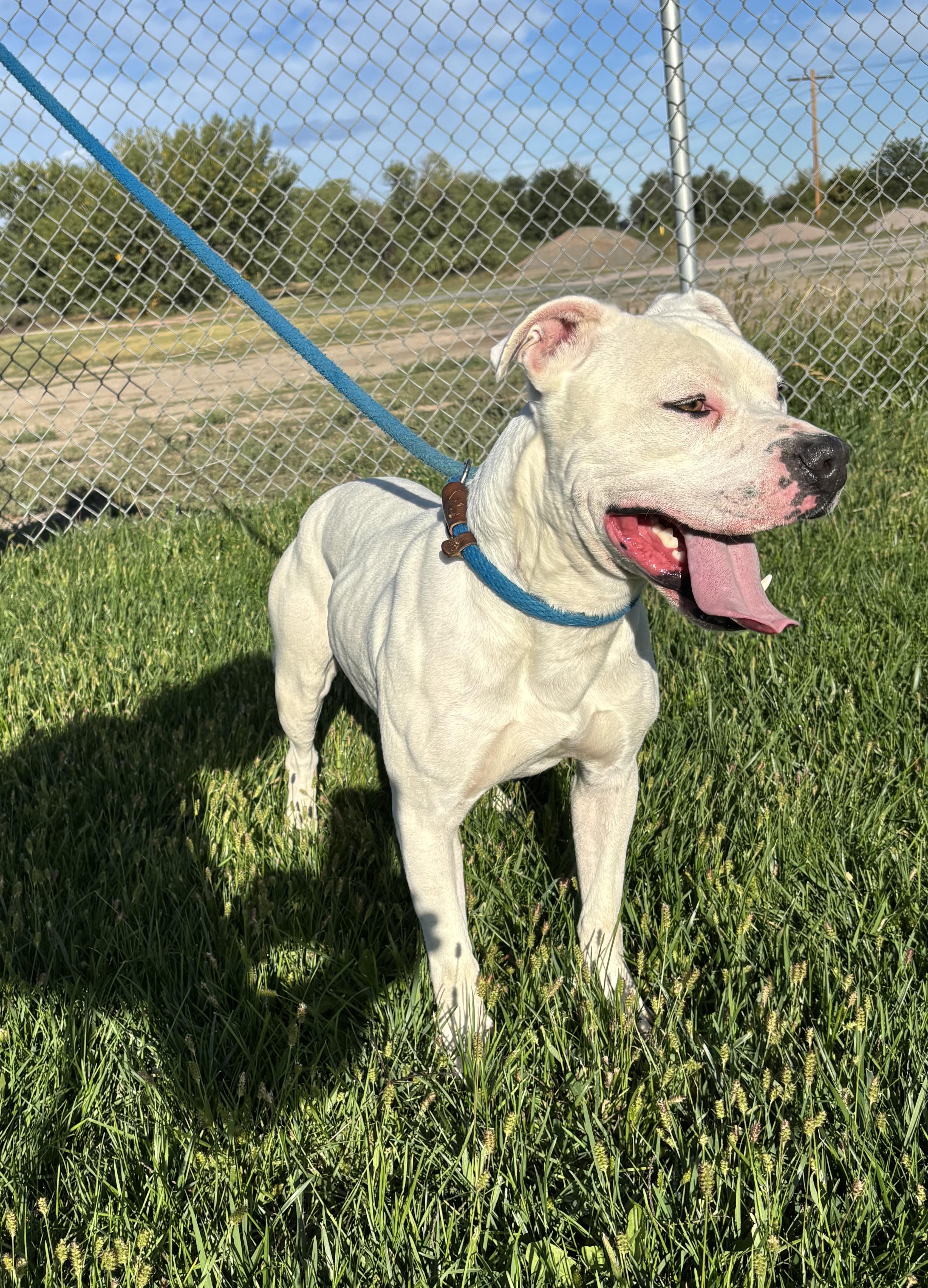 Spirit, an adoptable Pit Bull Terrier in Torrington, WY, 82240 | Photo Image 4