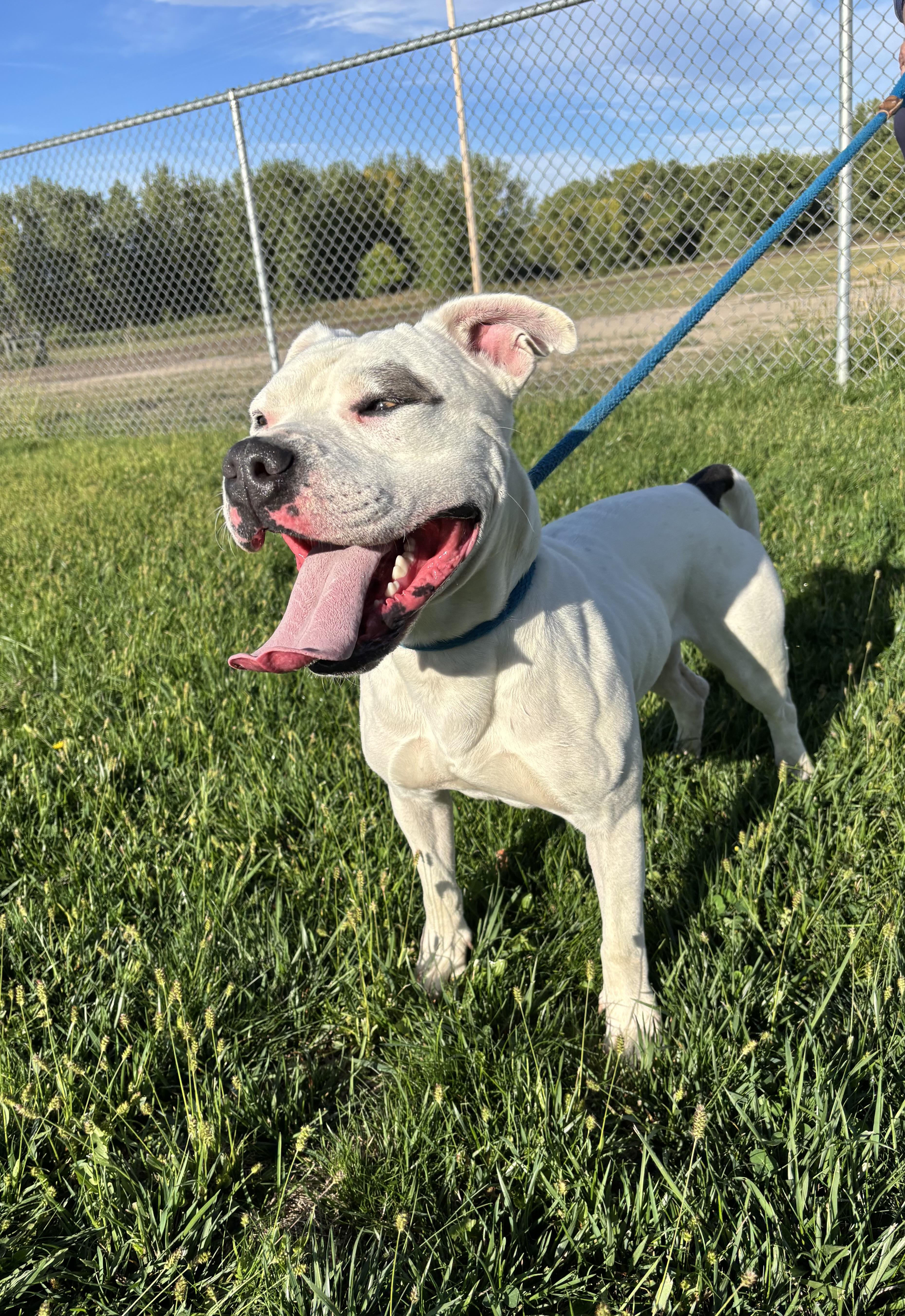Spirit, an adoptable Pit Bull Terrier in Torrington, WY, 82240 | Photo Image 1