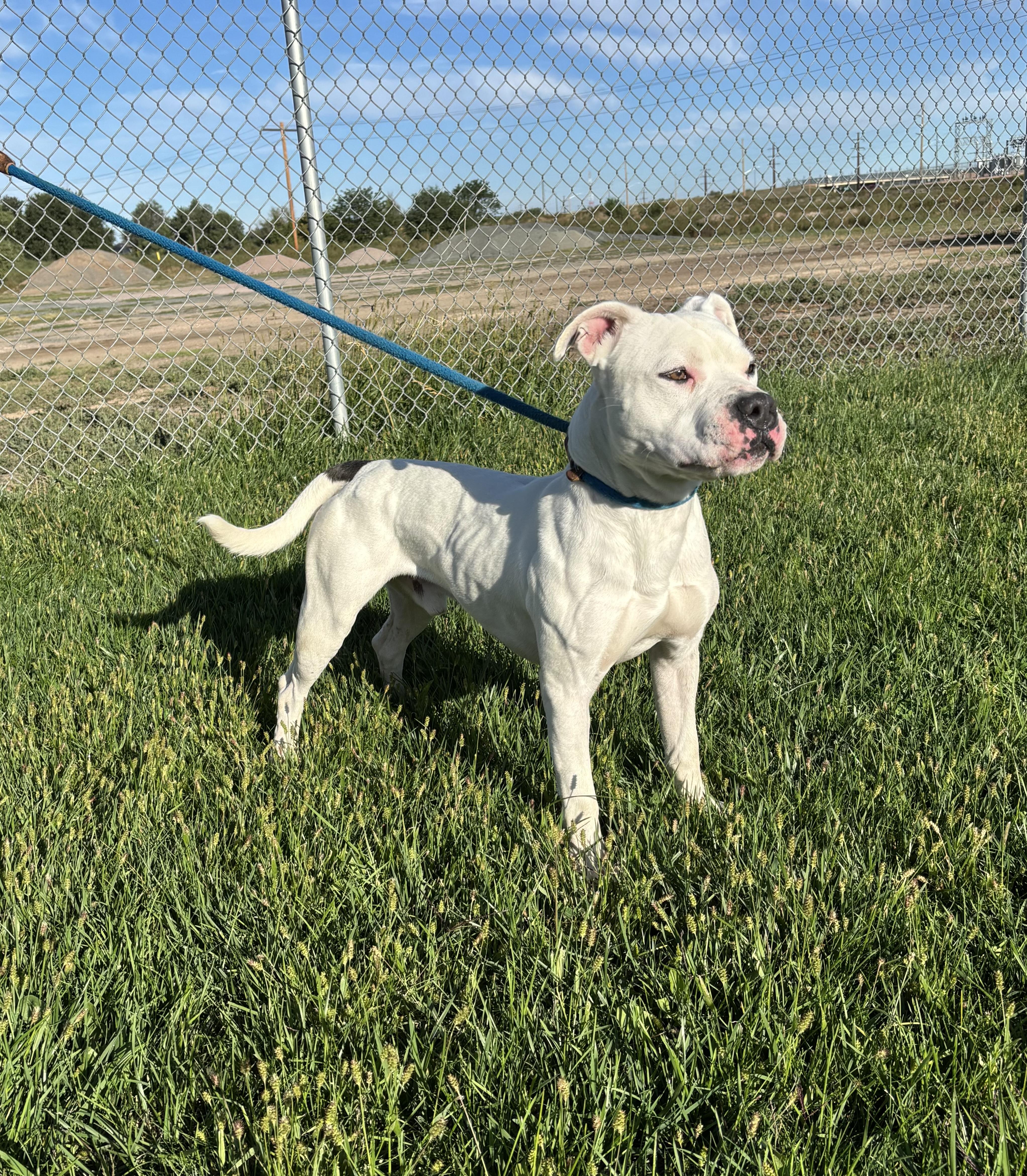 Spirit, an adoptable Pit Bull Terrier in Torrington, WY, 82240 | Photo Image 3