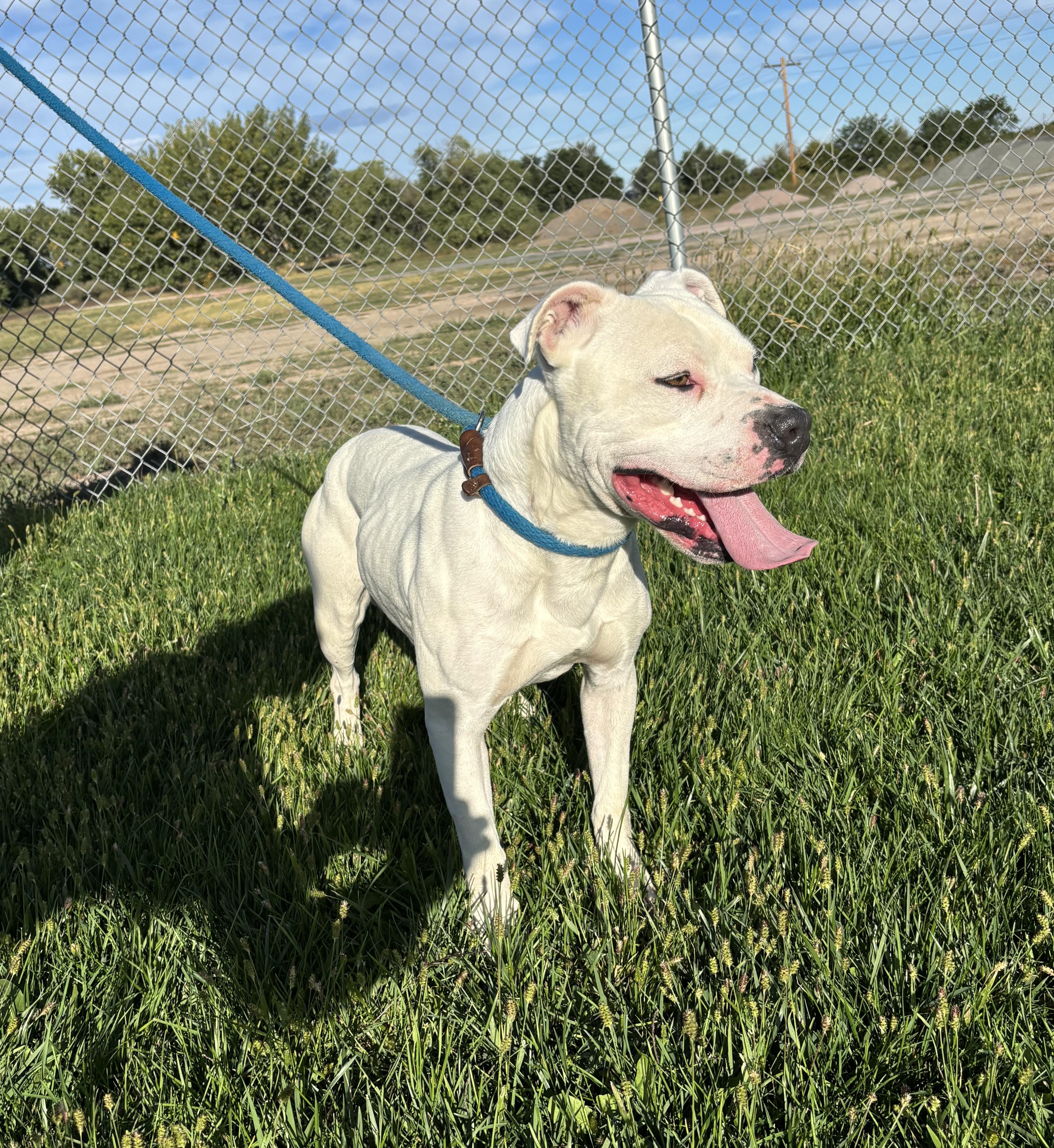 Spirit, an adoptable Pit Bull Terrier in Torrington, WY, 82240 | Photo Image 2