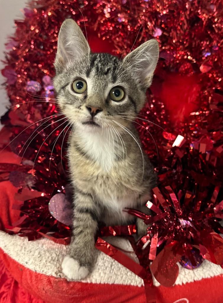 Enlarge 12/23/25 - Whisper, a Adoptable mixed breed in Stillwater, OK image 1/1