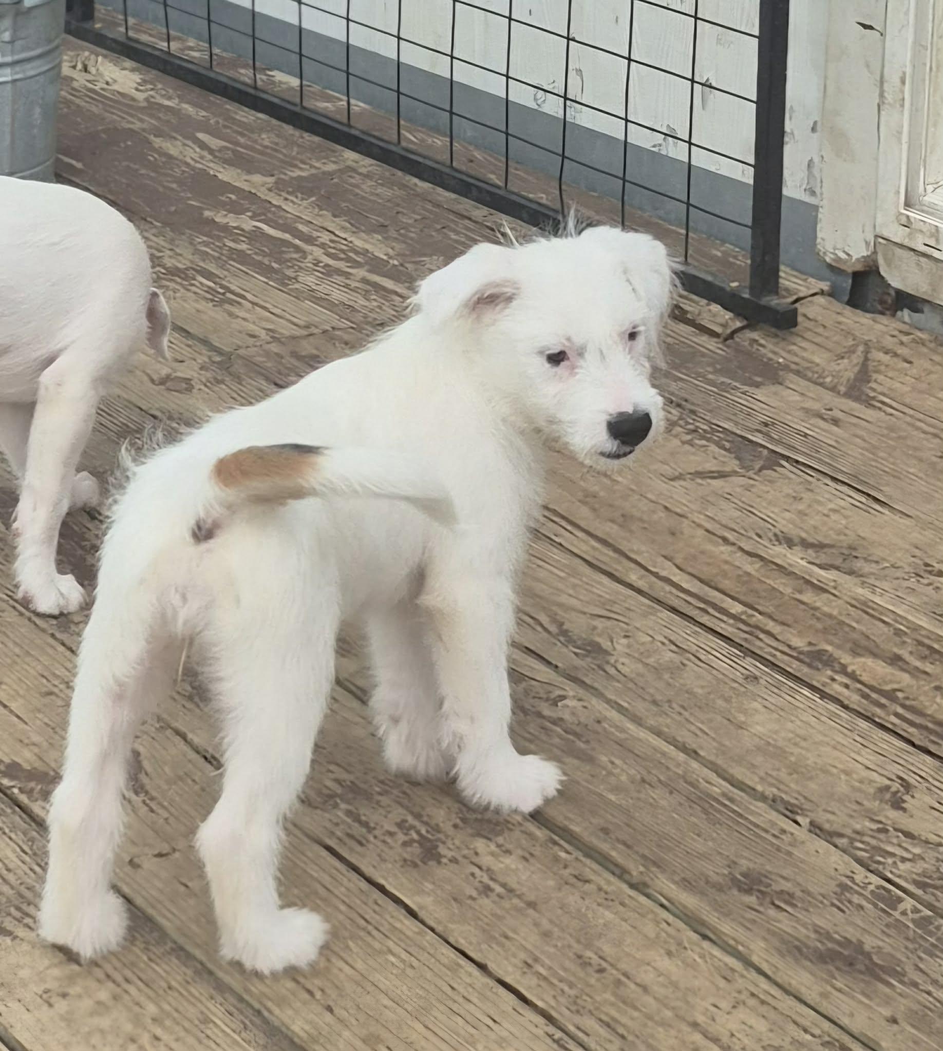 Enlarge Icee, a Adoptable mixed breed in Hartford, CT image 3/6