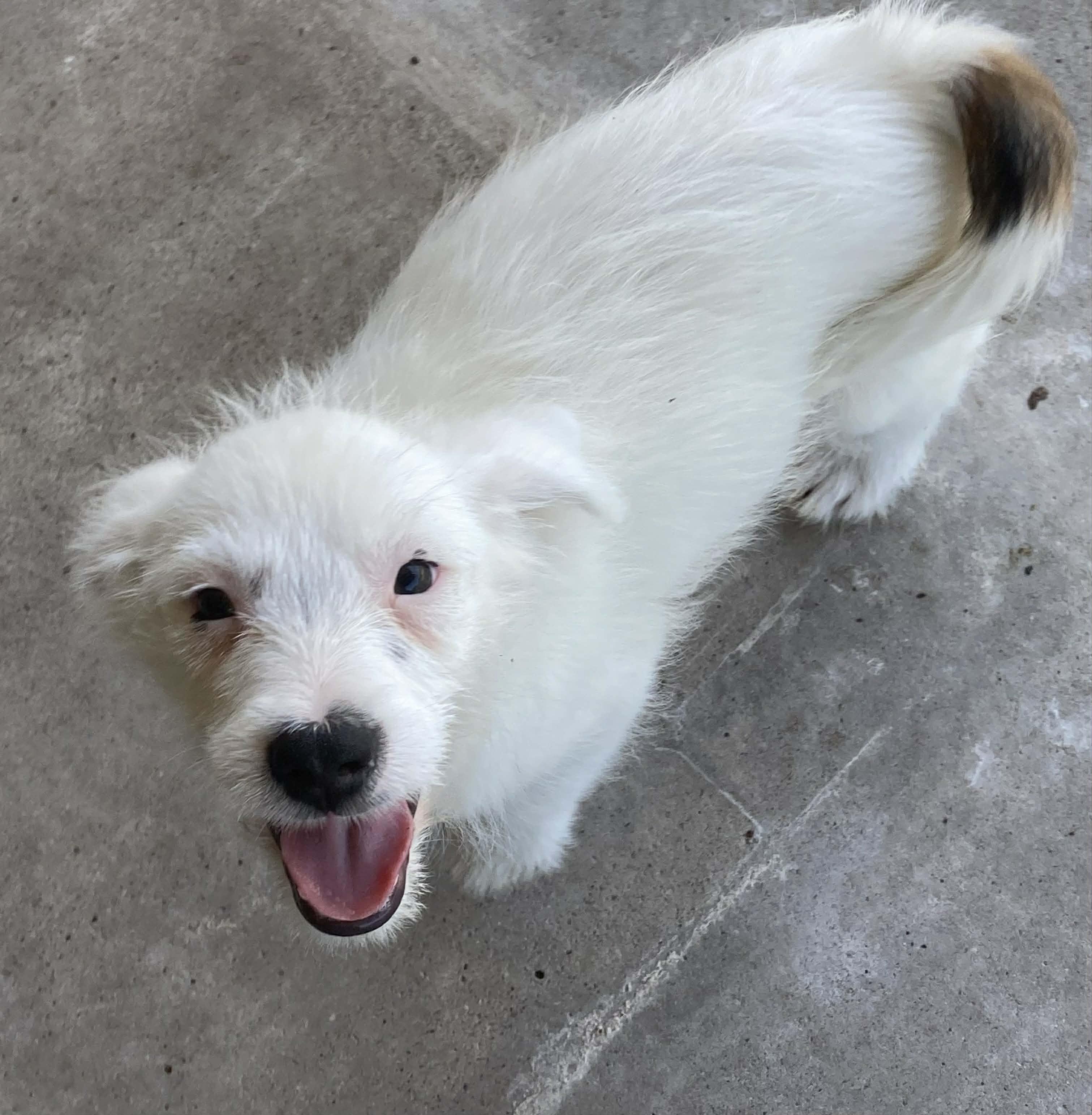 Enlarge Icee, a Adoptable mixed breed in Hartford, CT image 4/6