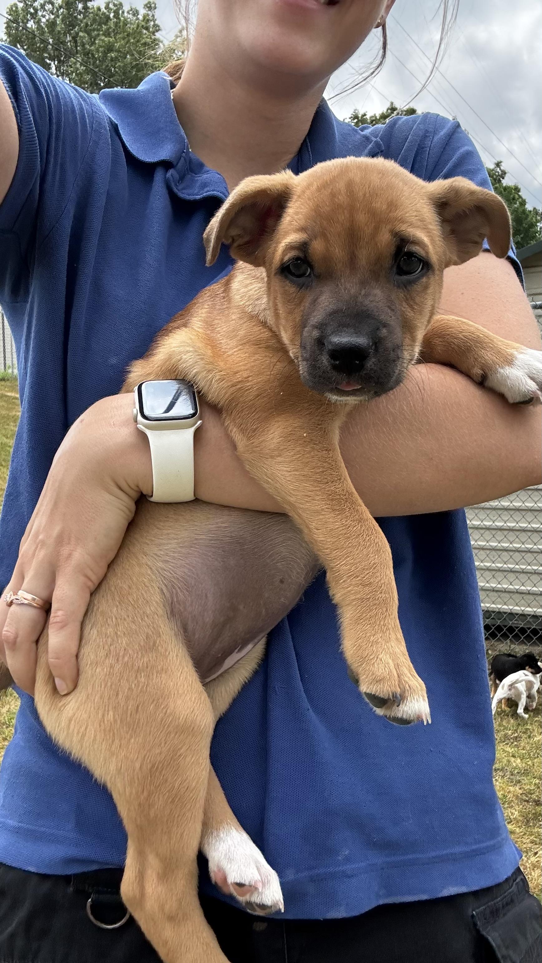 Enlarge Catie, a Adoptable Mixed Breed in Collierville, TN image 2/3