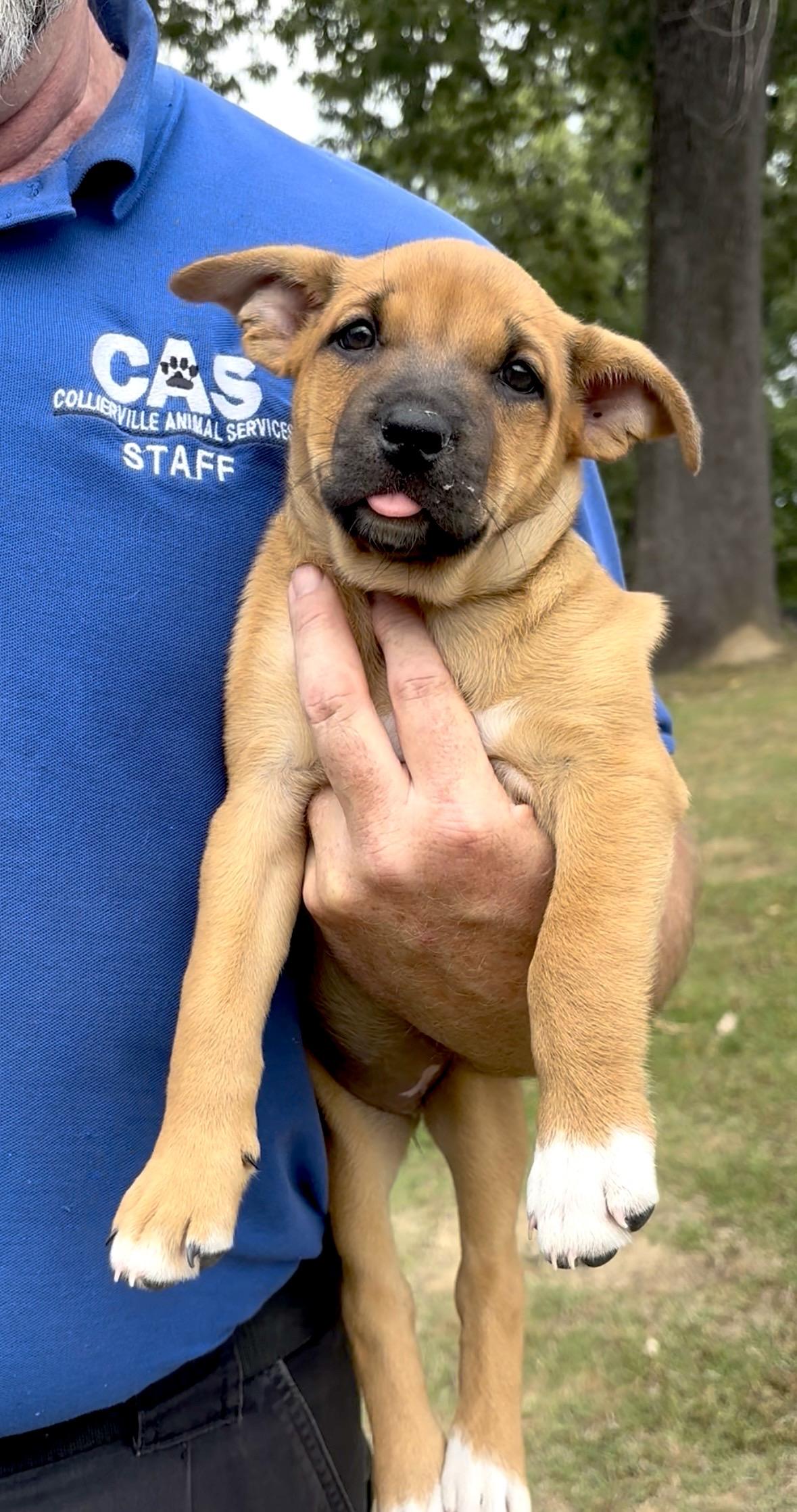 Enlarge Catie, a Adoptable Mixed Breed in Collierville, TN image 3/3