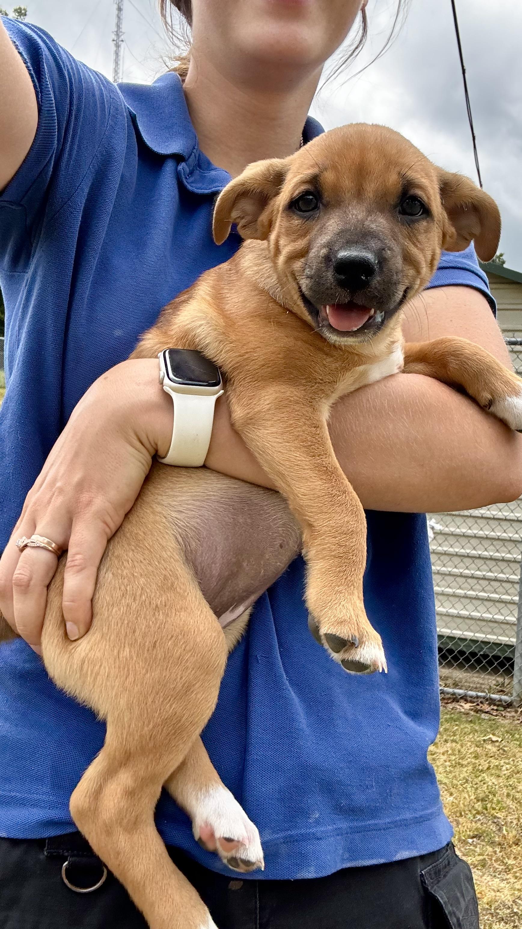 Catie, Adoptable, Puppy Female Mixed Breed.